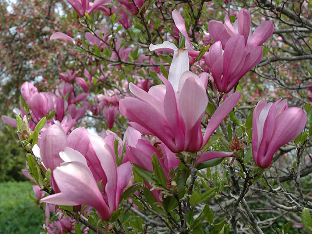 Wallpaper #35F56 Pink Magnolia Trees Crazy for Gardening