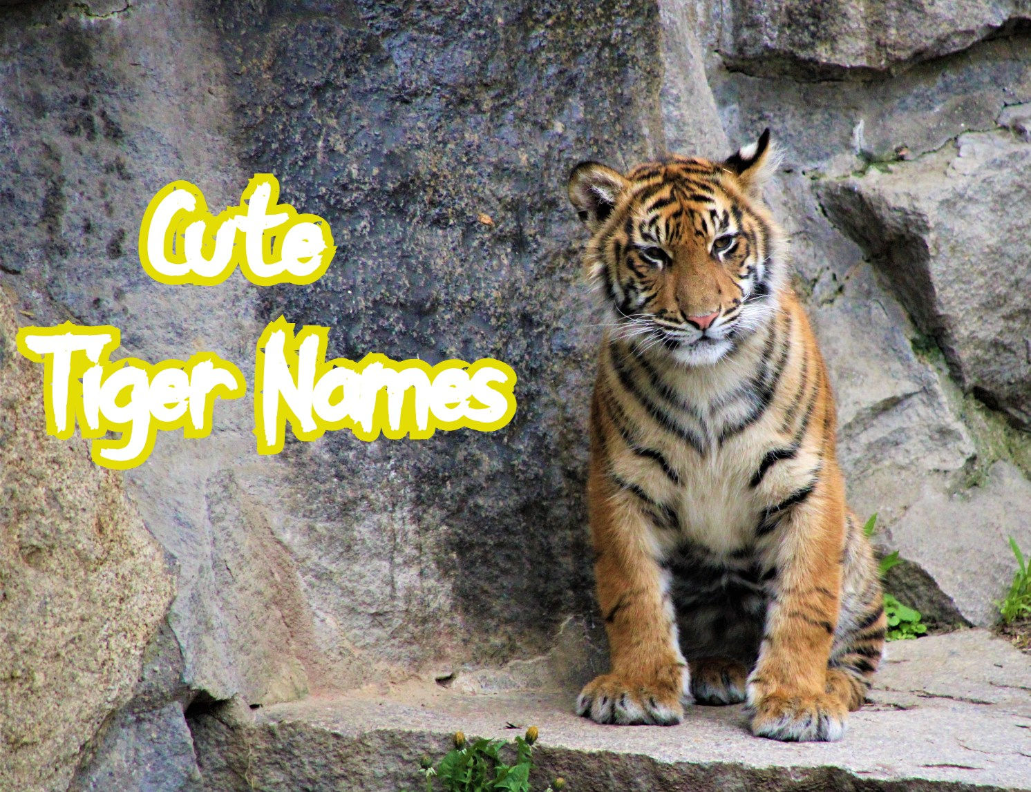 Wallpaper #0b9d5 Anime Tiger Wallpapers Top Free Anime Tiger Backgrounds Wallpaperaccess