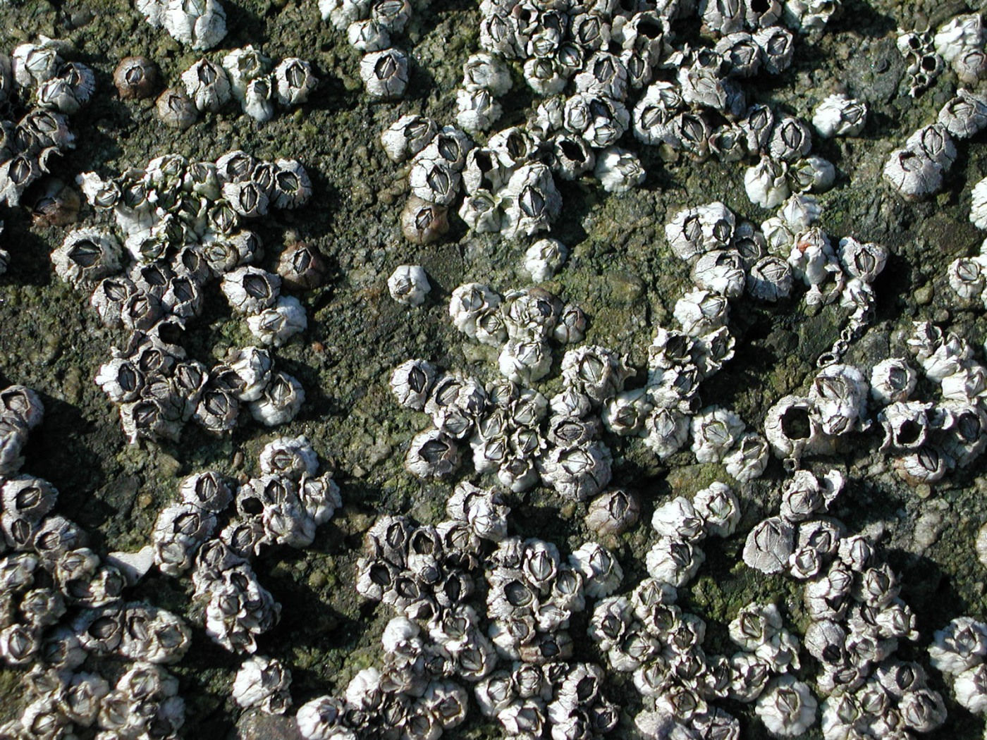 Wallpaper #1E397 Barnacles on Rocks Important Wallpapers