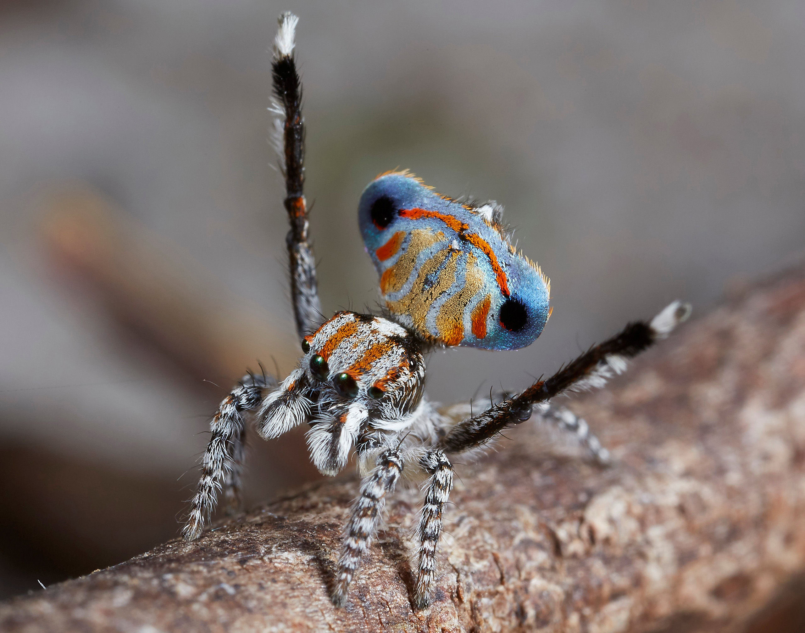 Wallpaper #wWeM-5IBSpphPi3-WJSY442 Peacock Spiders Discovered See Photos of the New Species Time
