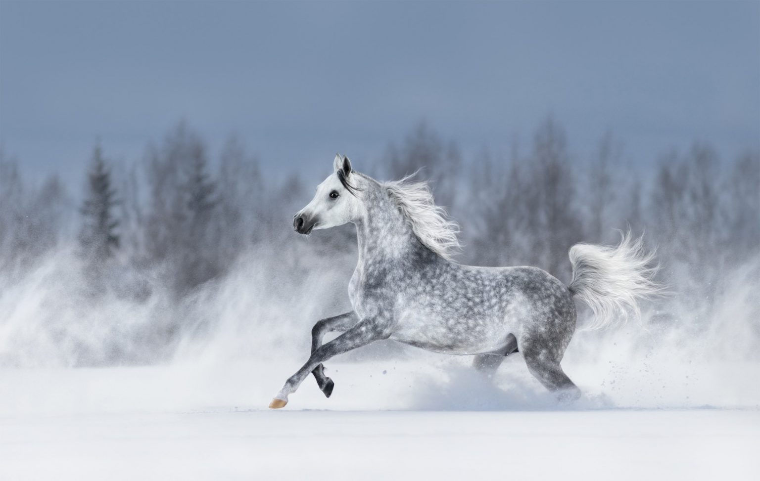 Wallpaper #-x2ULJMBlOZrFDOkz8qk83 Arabian Horse a Handy Breed Profile and Guide Horsy Land All