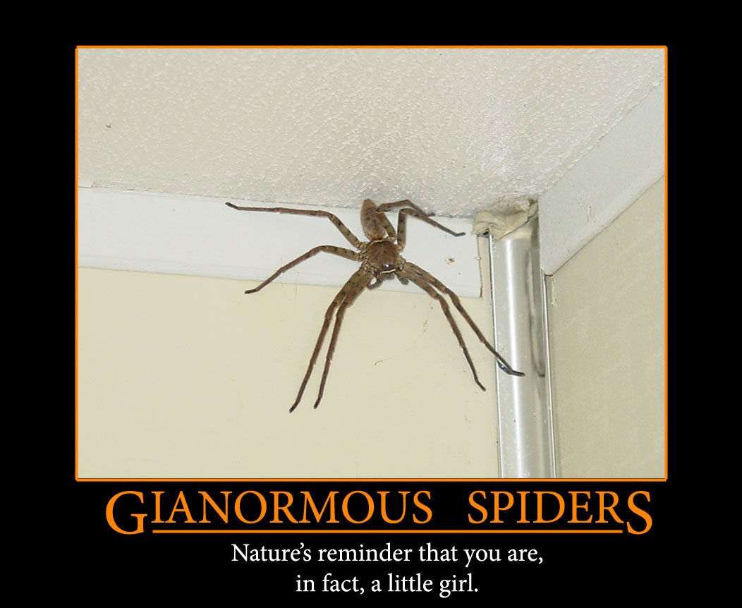 Wallpaper #E1Zdd5cBsd6xcFiEX9pZ9 Gianormous Spiders Natures Humor in Action