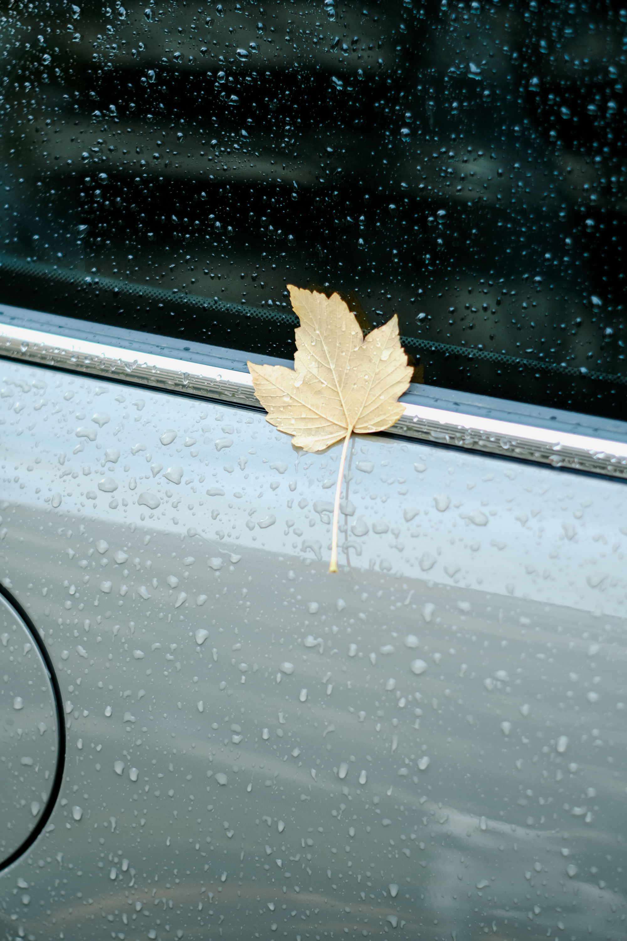 Wallpaper #rWgUHJMBSpphPi3-8SFd248 Autumn Leaf on Car Free Photo on Barnimages