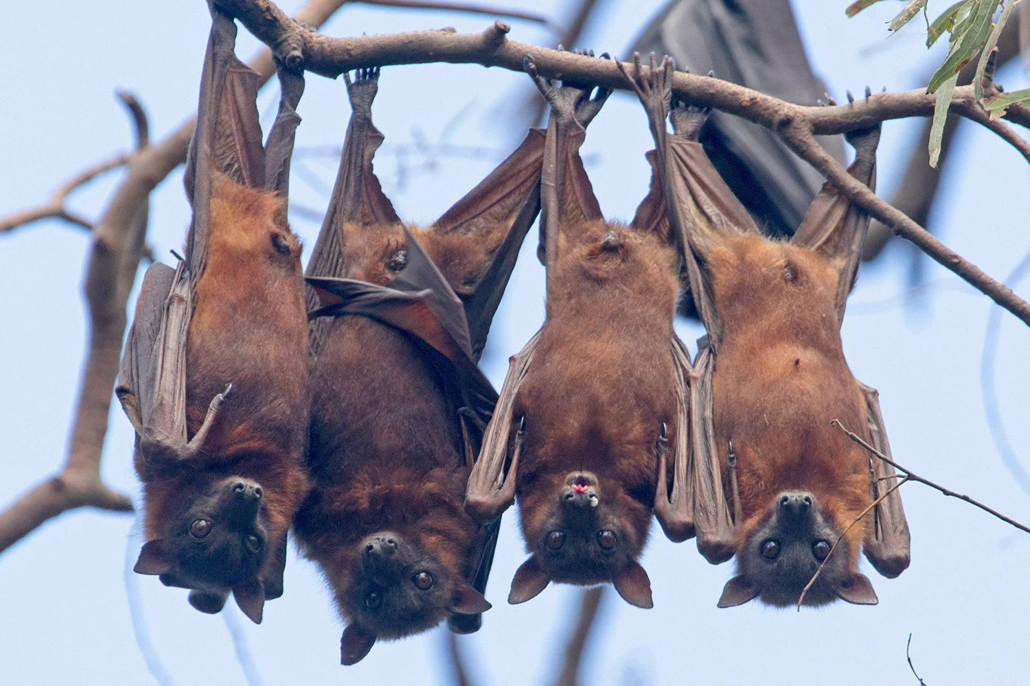 Wallpaper #2mdTDJMBSpphPi3-nt1P99 Why Do Bats Hang Upside Down and Do They Always Turn Left When Exiting