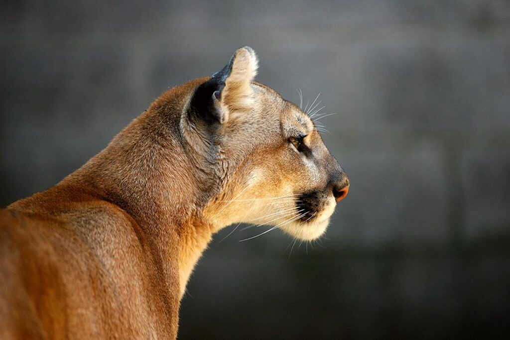 Wallpaper #R7i52ZIBJvJKYCmExu58274 Upgrade Instalace Systemu Macos Mountain Lion 2024