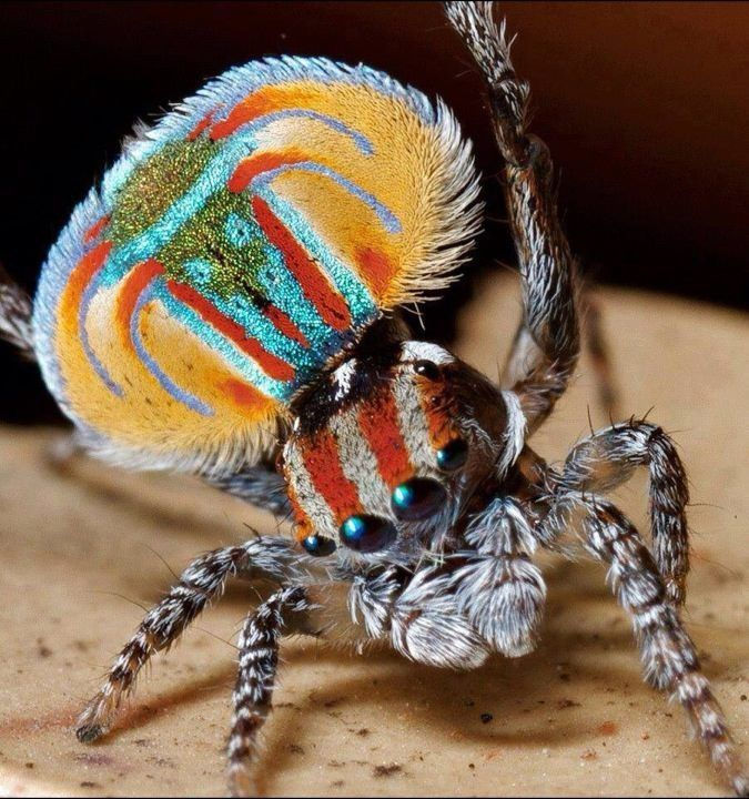 Wallpaper #QLiK25IBJvJKYCmEA_eo32 Colorful Spider Cool Weird Insects Pinterest