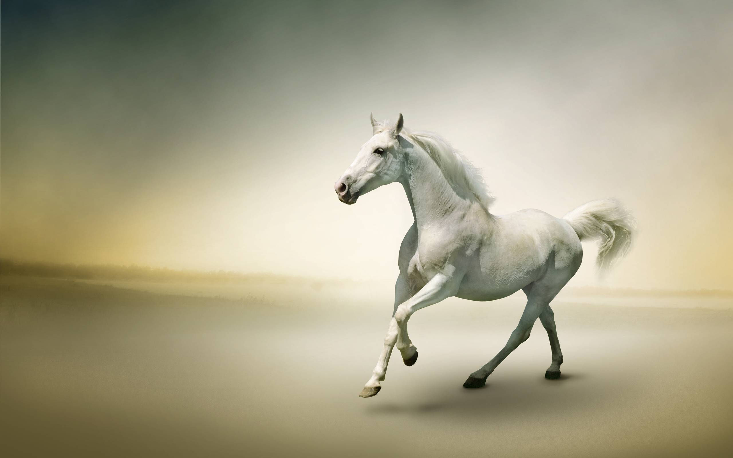 Wallpaper #8h2ULJMBlOZrFDOkIMqE34 3D Beautiful White Horse Wallpaper