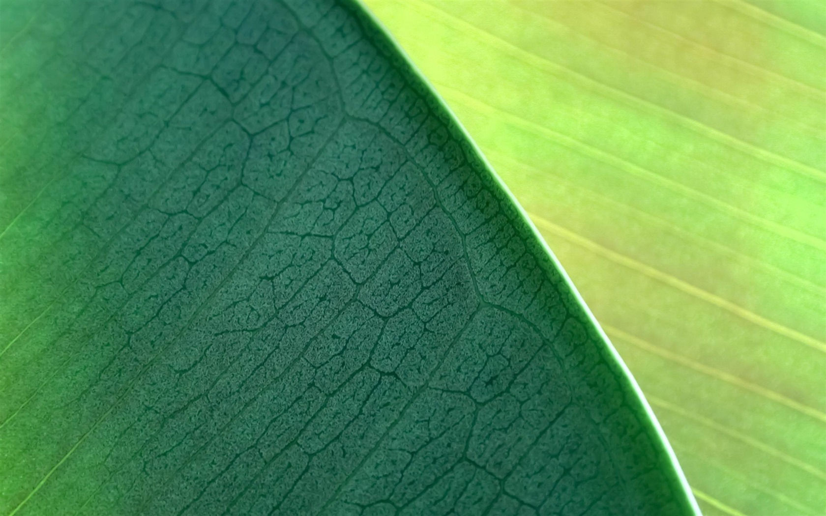 Wallpaper #Sz-jO5MBLiIJ4c9Oy4-H351 Green Leaves Mac Os X Mountain Lion HD Wallpapers 1680x1050