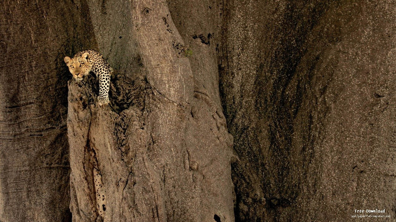 Wallpaper #Sz-jO5MBLiIJ4c9Oy4-H321 Leopard Mac Os X Mountain Lion HD Wallpapers View