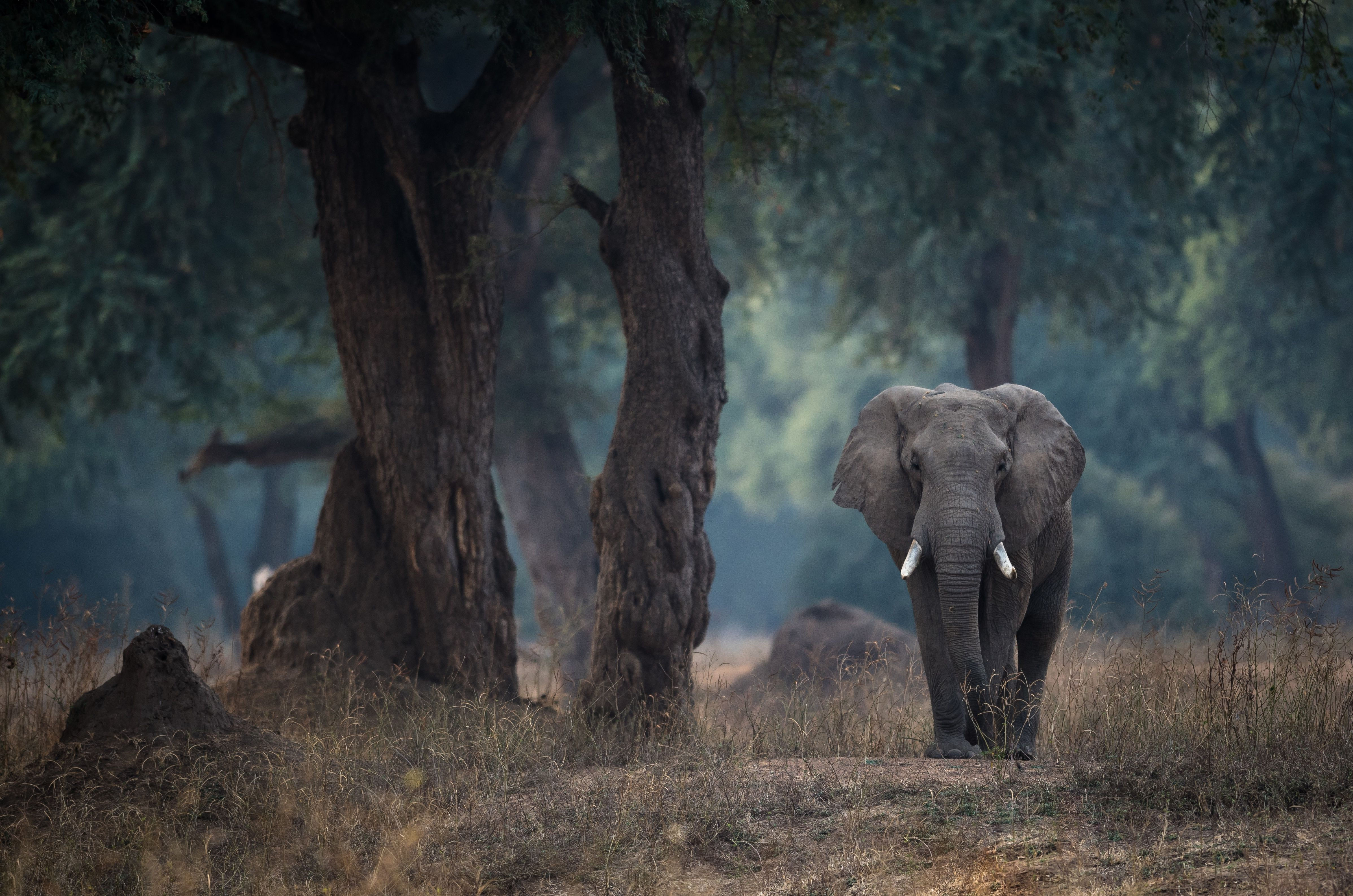 Wallpaper #sHfNJ5MB-pgBXx60h6cK357 Elephant Tree Desktop Wallpaper
