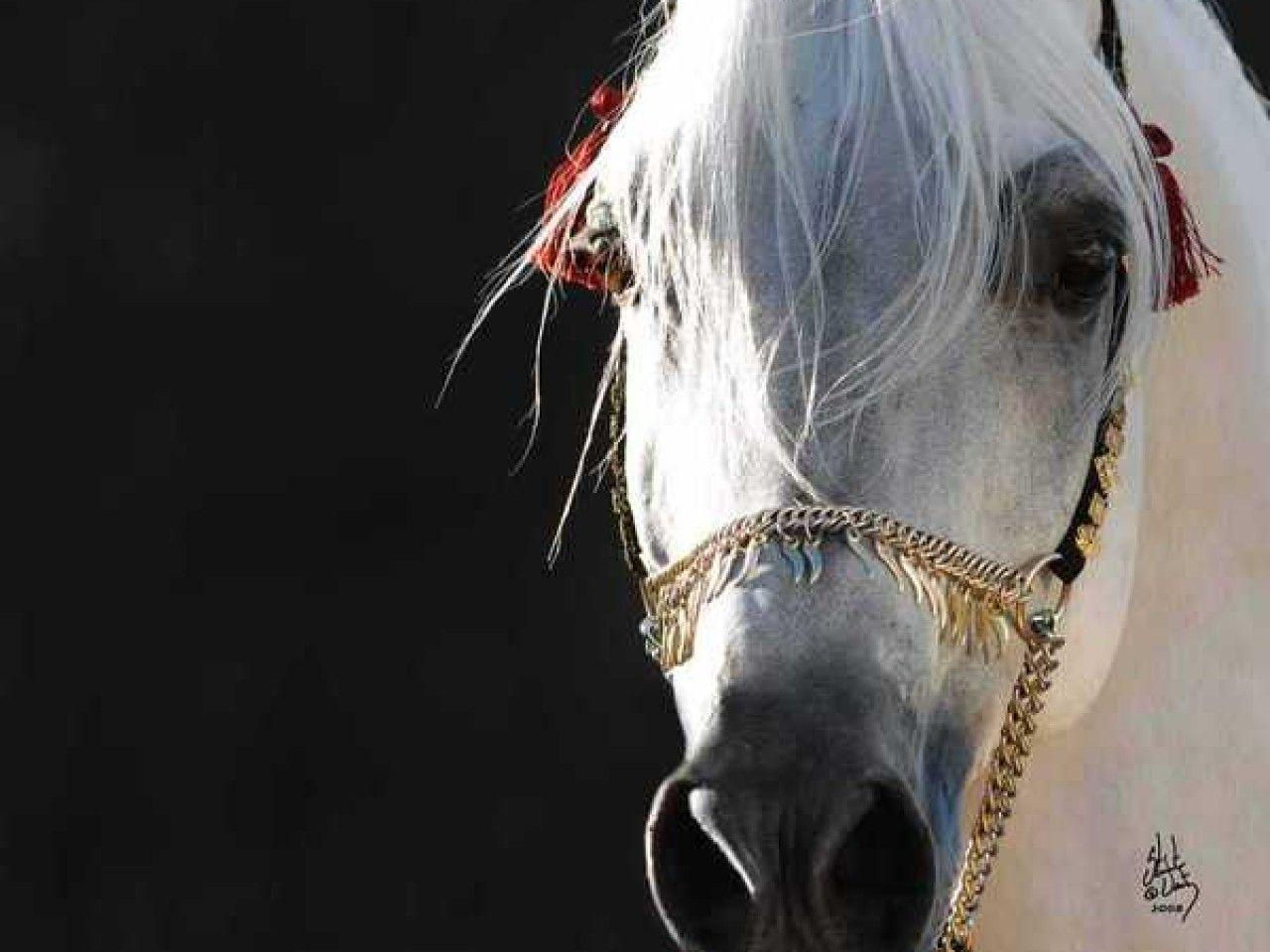 Wallpaper #-x2ULJMBlOZrFDOkz8qk198 Arab Horse Wallpaper