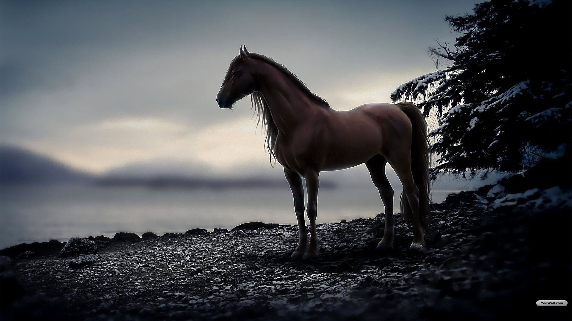 Wallpaper #PH1l8I4Bnwiau_P6rAb931 Horse Desktop Wallpaper 62 Pictures