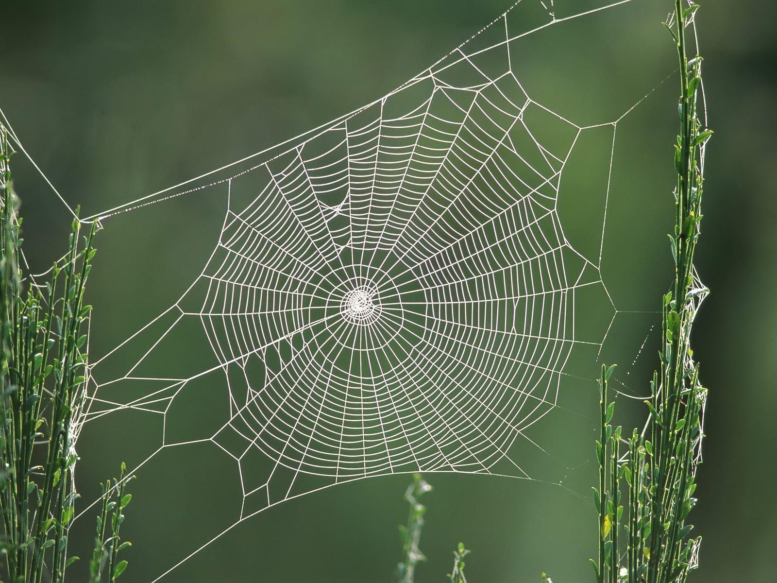 Wallpaper #sQMhZJMBpyOg8YnEWNZf193 Free Spider Wallpapers Wallpaper Cave