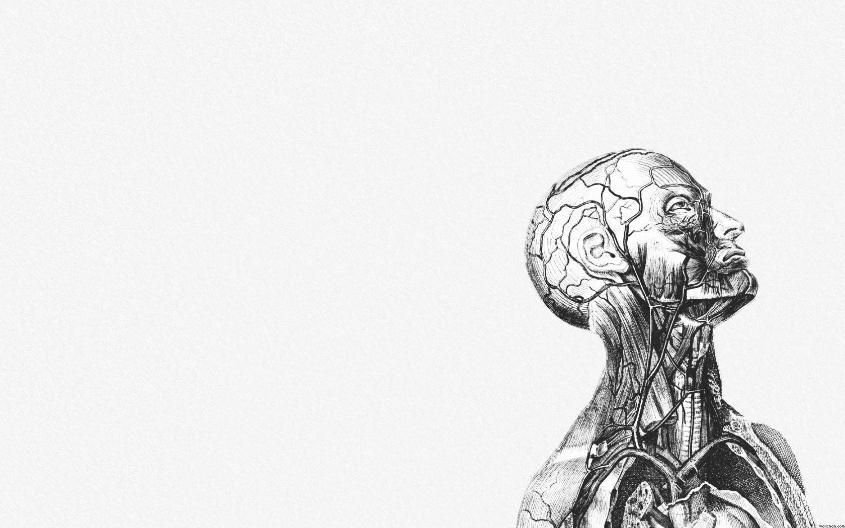 Wallpaper #WWdkEpMBSpphPi3-tvsO134 Anatomy Art Wallpaper