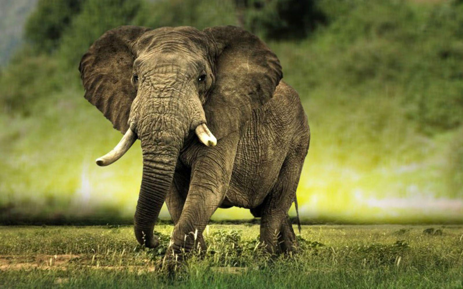 Wallpaper #sHfNJ5MB-pgBXx60h6cK62 African Elephant Wallpapers Wallpaper Cave