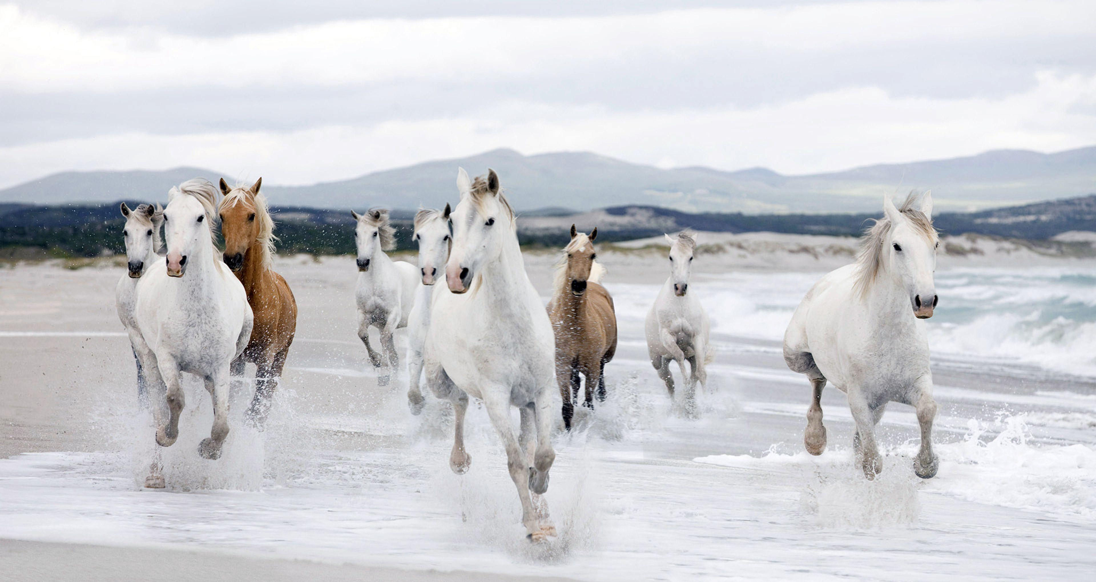 Wallpaper #8h2ULJMBlOZrFDOkIMqE410 7horse Running Wallpapers Wallpaper Cave