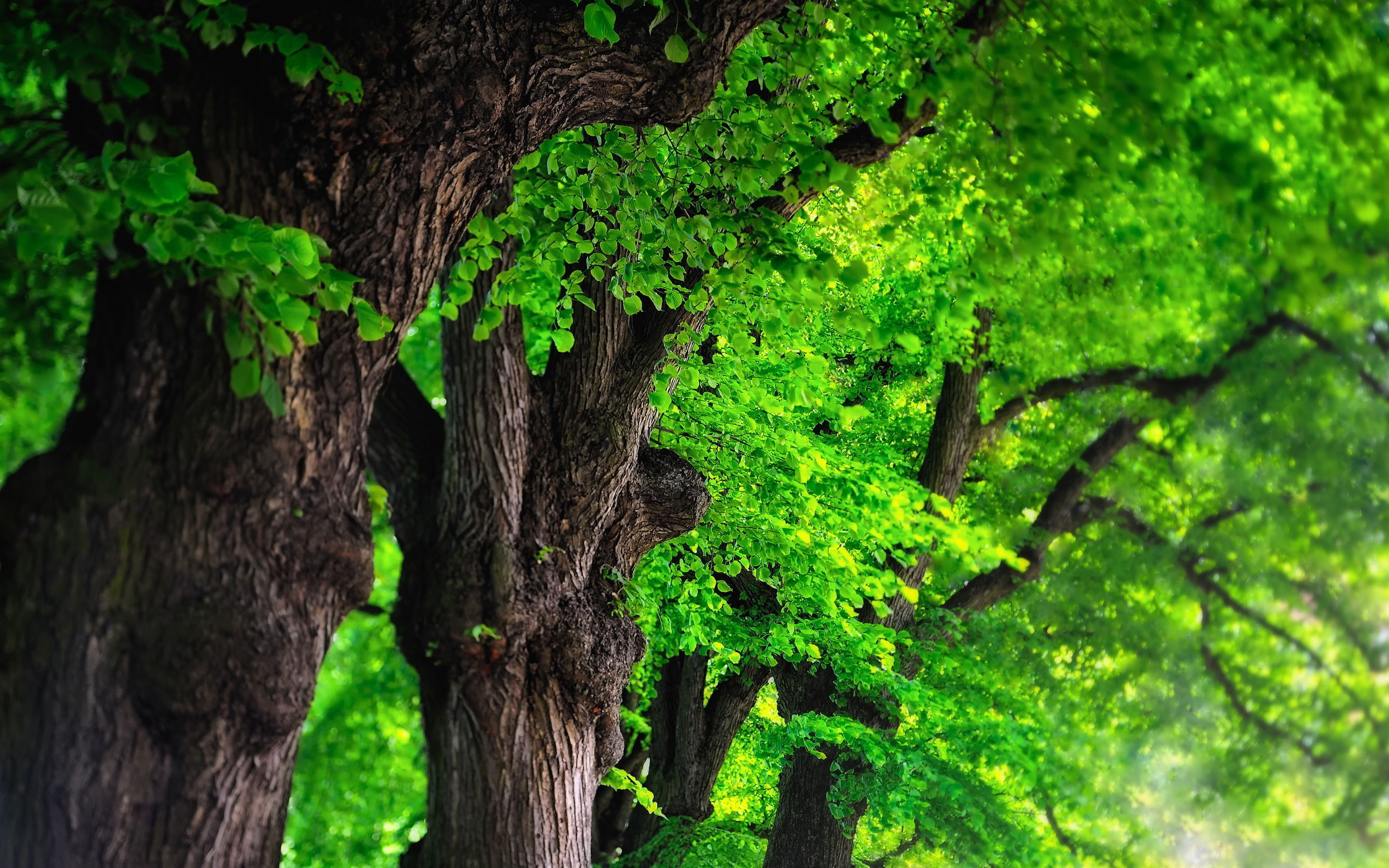 Wallpaper #2mhXIpMBSpphPi3-pTKE35 Green Trees Wallpapers Wallpaper Cave