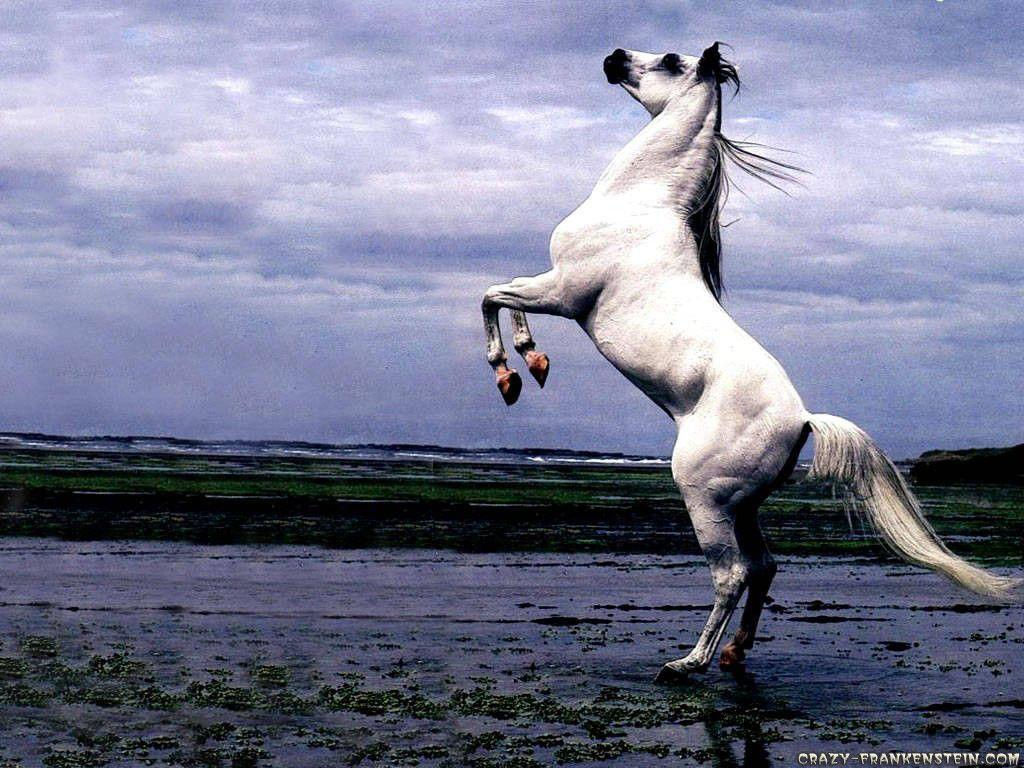 Wallpaper #QH1m8I4Bnwiau_P6ugZ458 Cute Horse Wallpapers Wallpaper Cave