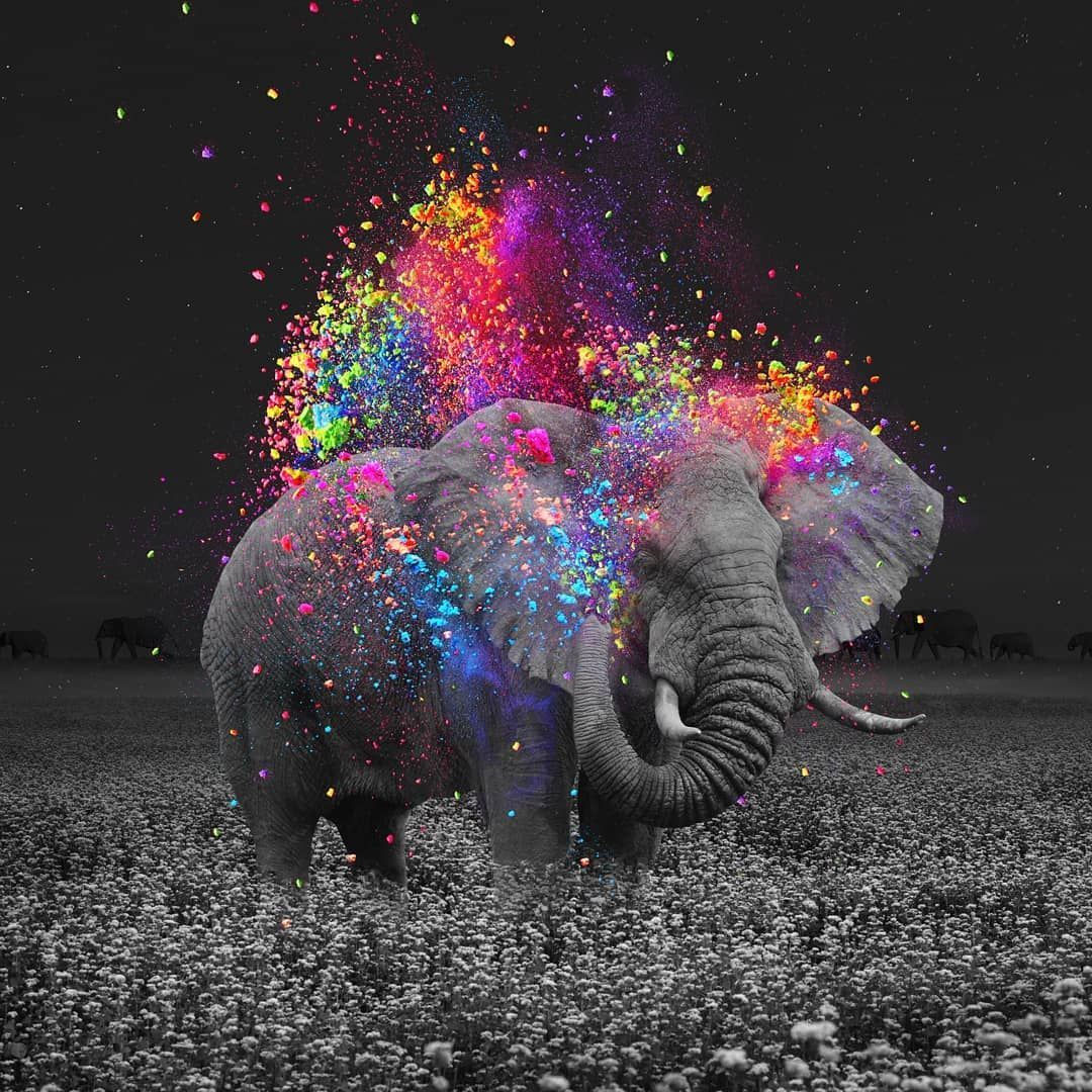 Wallpaper #sHfNJ5MB-pgBXx60h6cK188 Artistic Elephant Wallpapers 4K HD Artistic Elephant Backgrounds on
