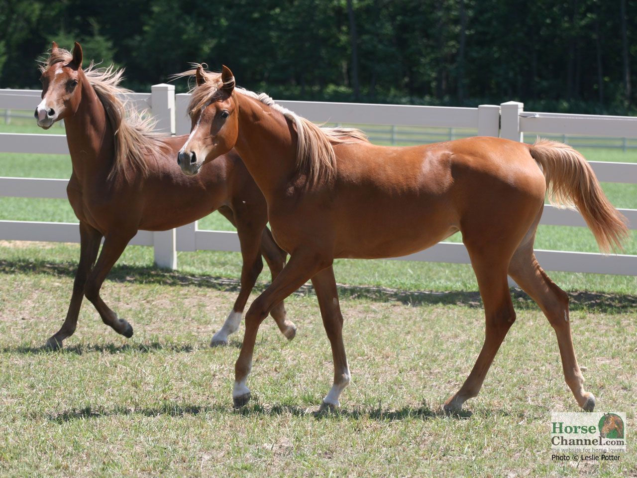 Wallpaper #-x2ULJMBlOZrFDOkz8qk259 Chestnut Horse Wallpapers Wallpaper Cave