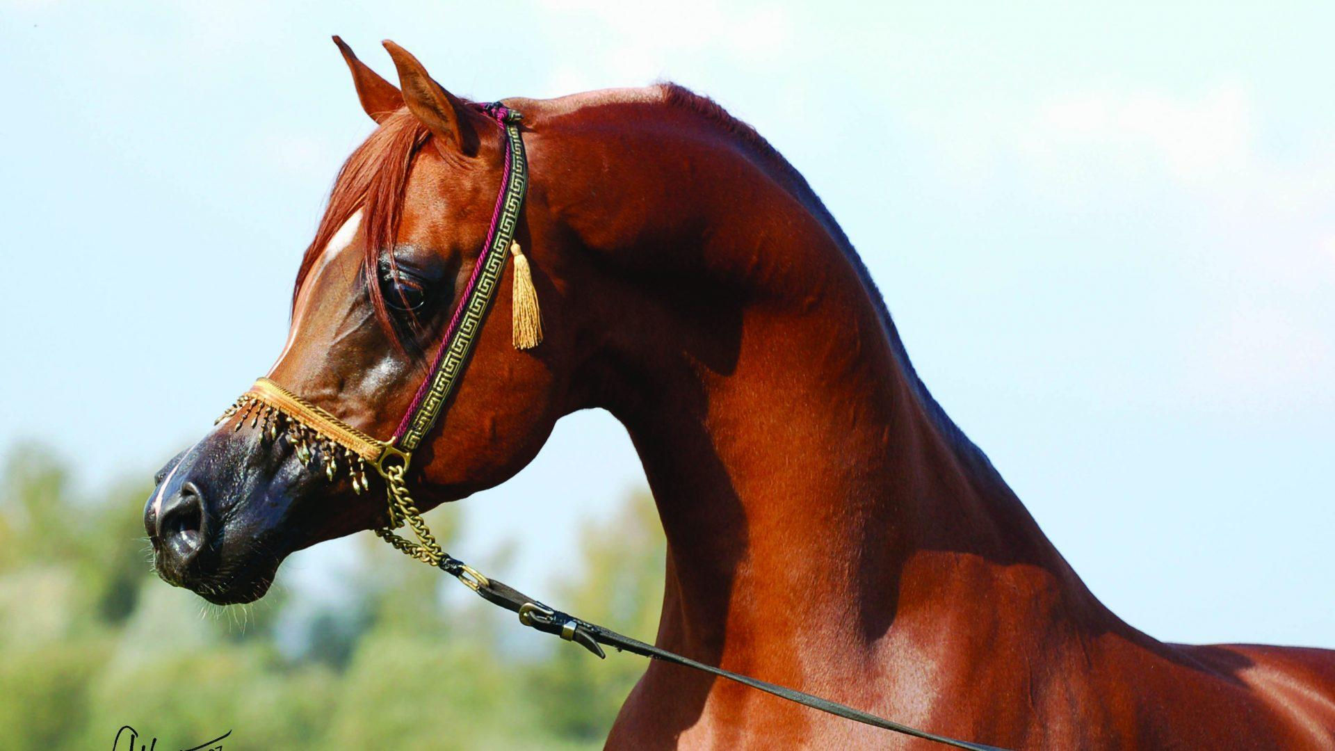 Wallpaper #-x2ULJMBlOZrFDOkz8qk41 Brown Arabian Horse Wallpapers Wallpaper Cave