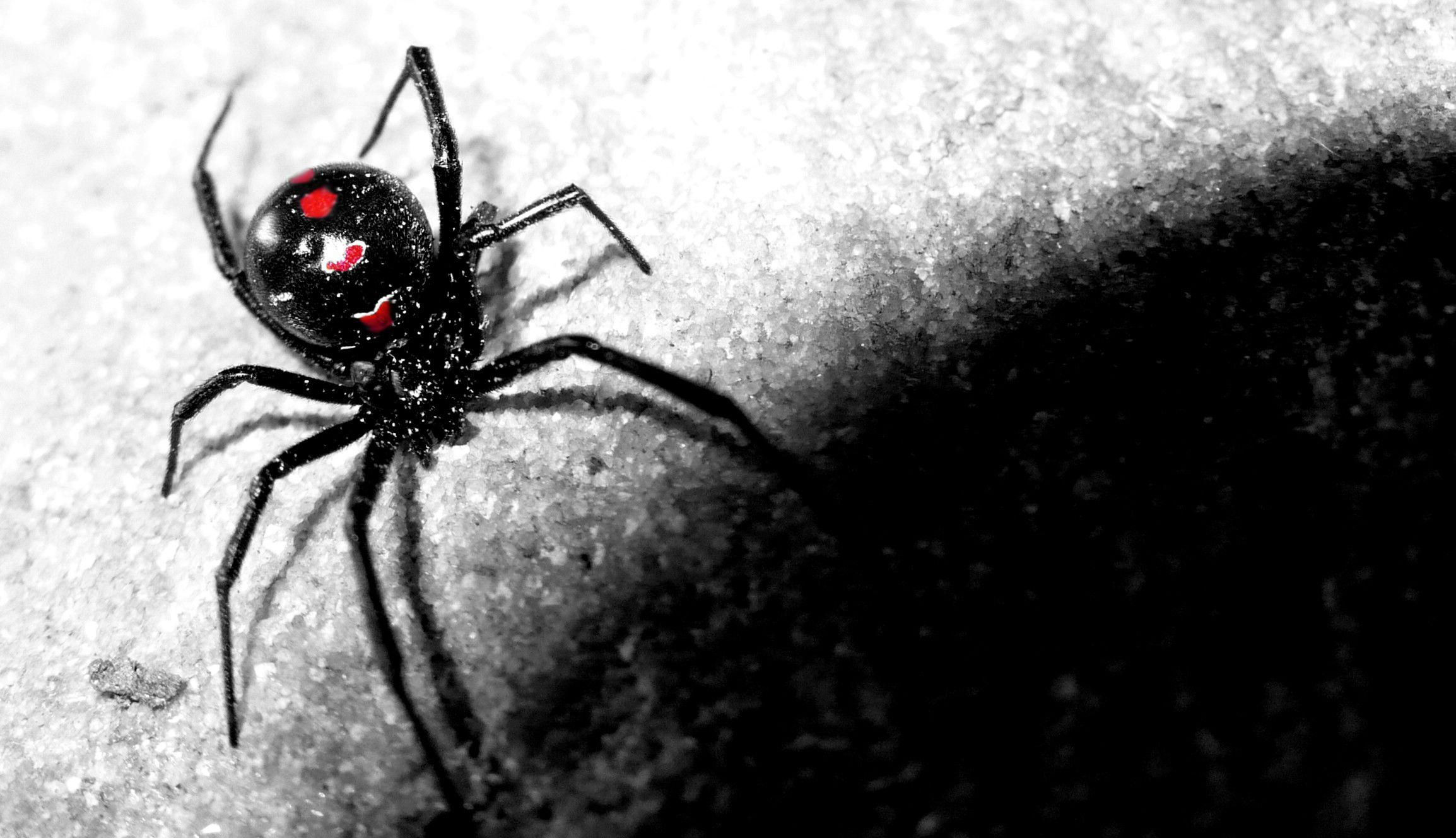 Wallpaper #bECXMZMBJhL2WPbaVMct297 Black Widow Spiders Wallpapers Wallpaper Cave