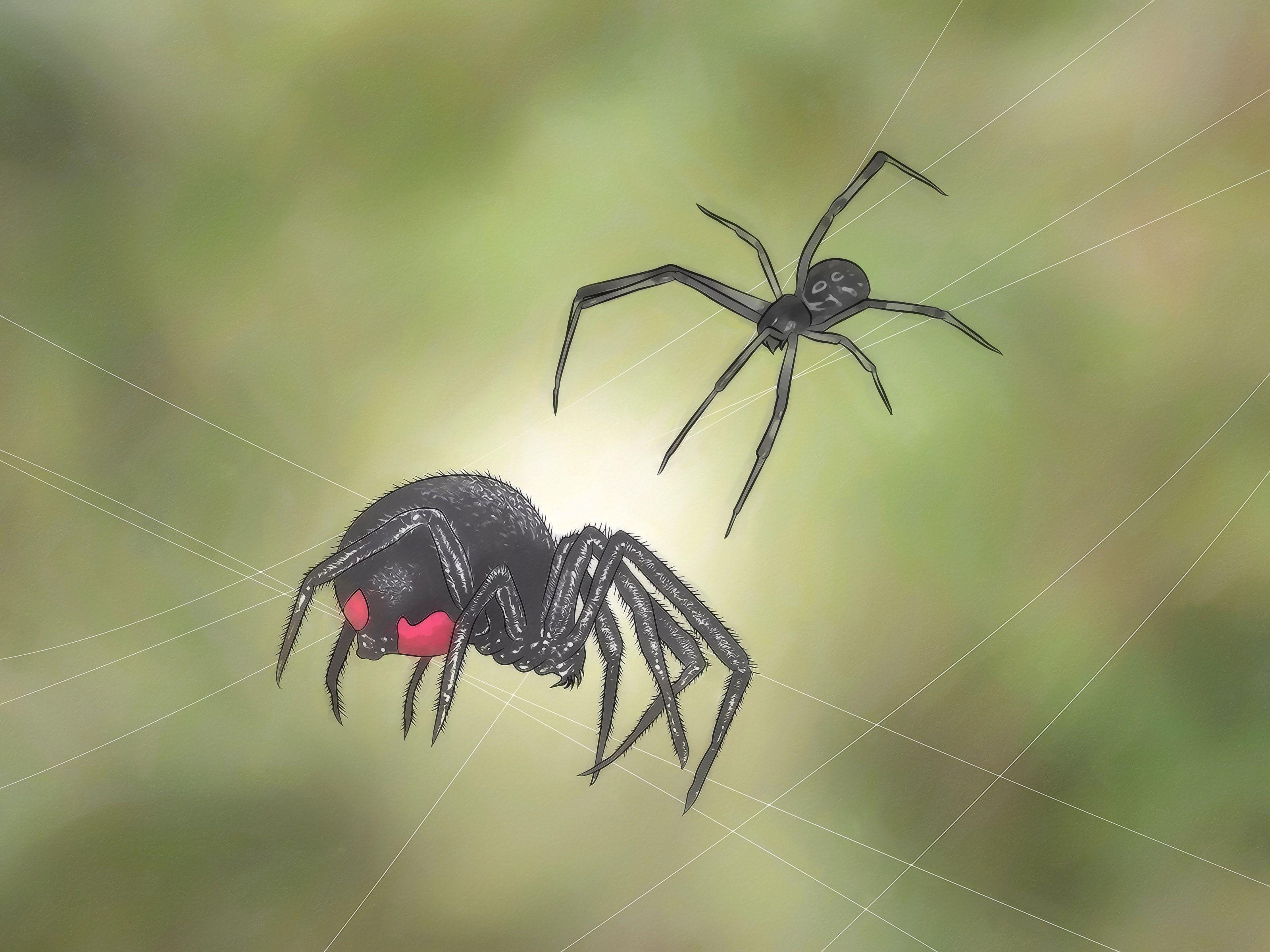 Wallpaper #5vQUOpMBKFX8bn3rPHdj245 Black Widow Spiders Wallpapers Wallpaper Cave