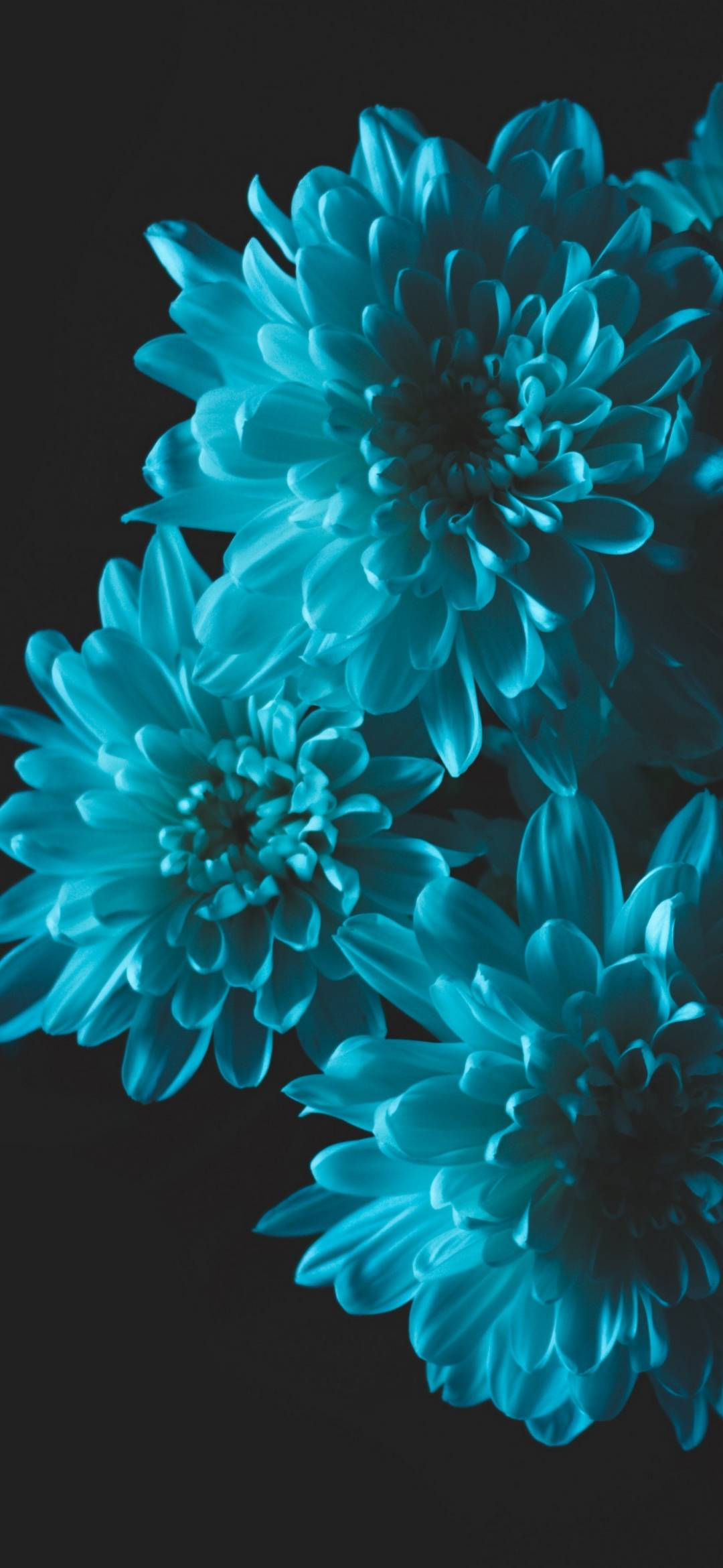 Wallpaper #zGhWIpMBSpphPi3-CTJk35 Teal Flowers Wallpapers 4K HD Teal Flowers Backgrounds on Wallpaperbat