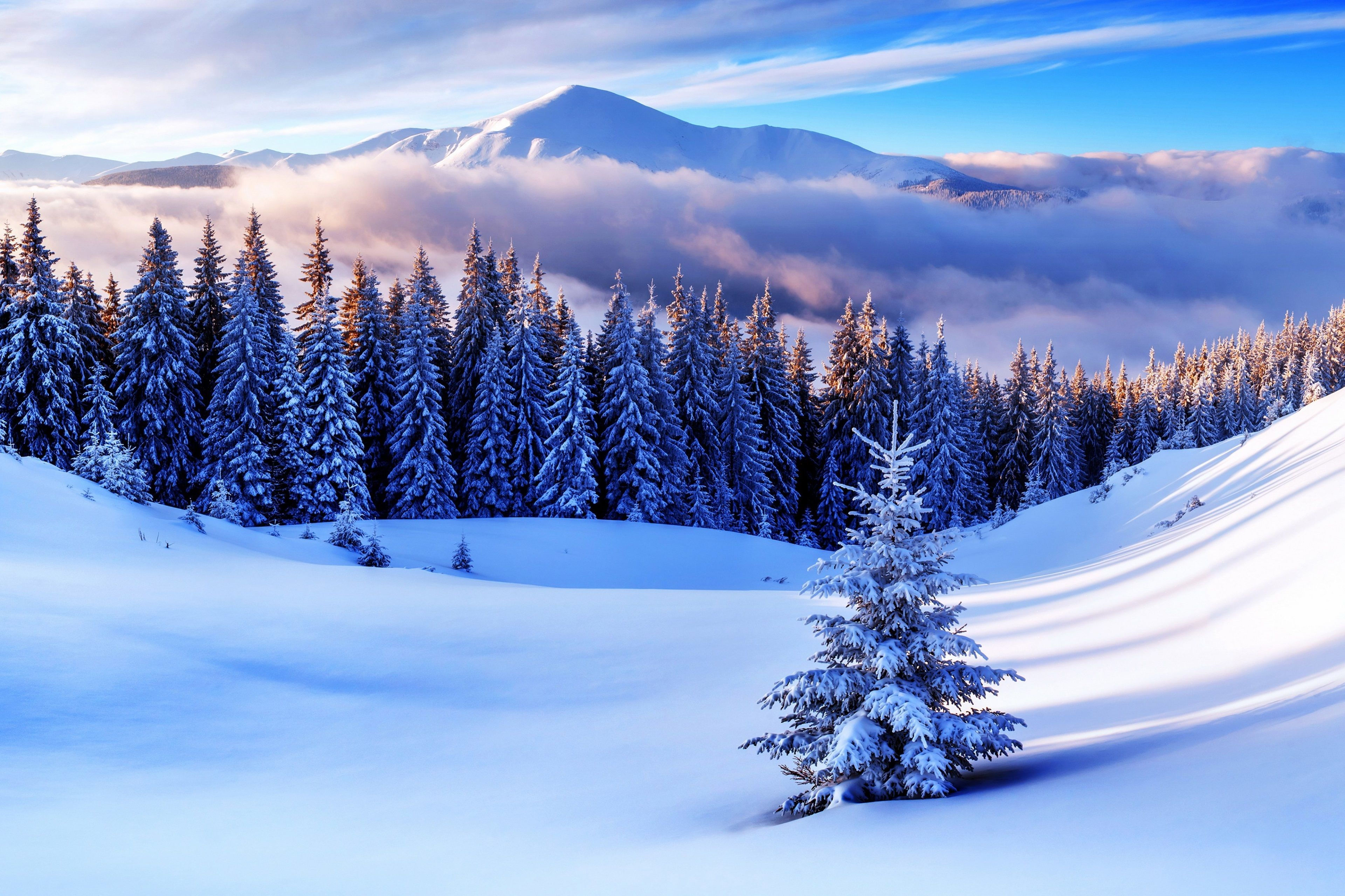 Wallpaper #KX2d9I4Bnwiau_P6pxCG17 4K Winter Trees Wallpapers Wallpaper Cave