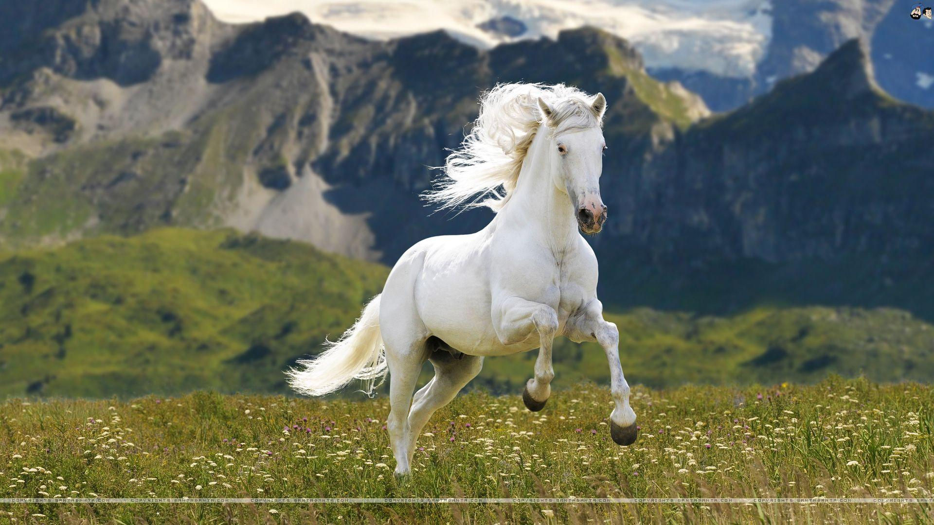 Wallpaper #th2FLJMBlOZrFDOkscqQ94 White Horses Wallpapers Wallpaper Cave