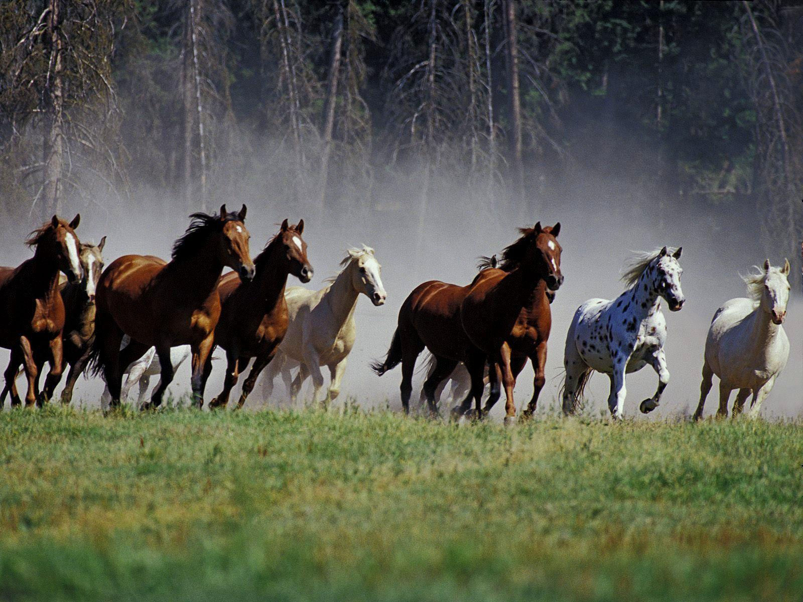 Wallpaper #th2FLJMBlOZrFDOkscqQ145 Seven Horses Wallpapers Wallpaper Cave