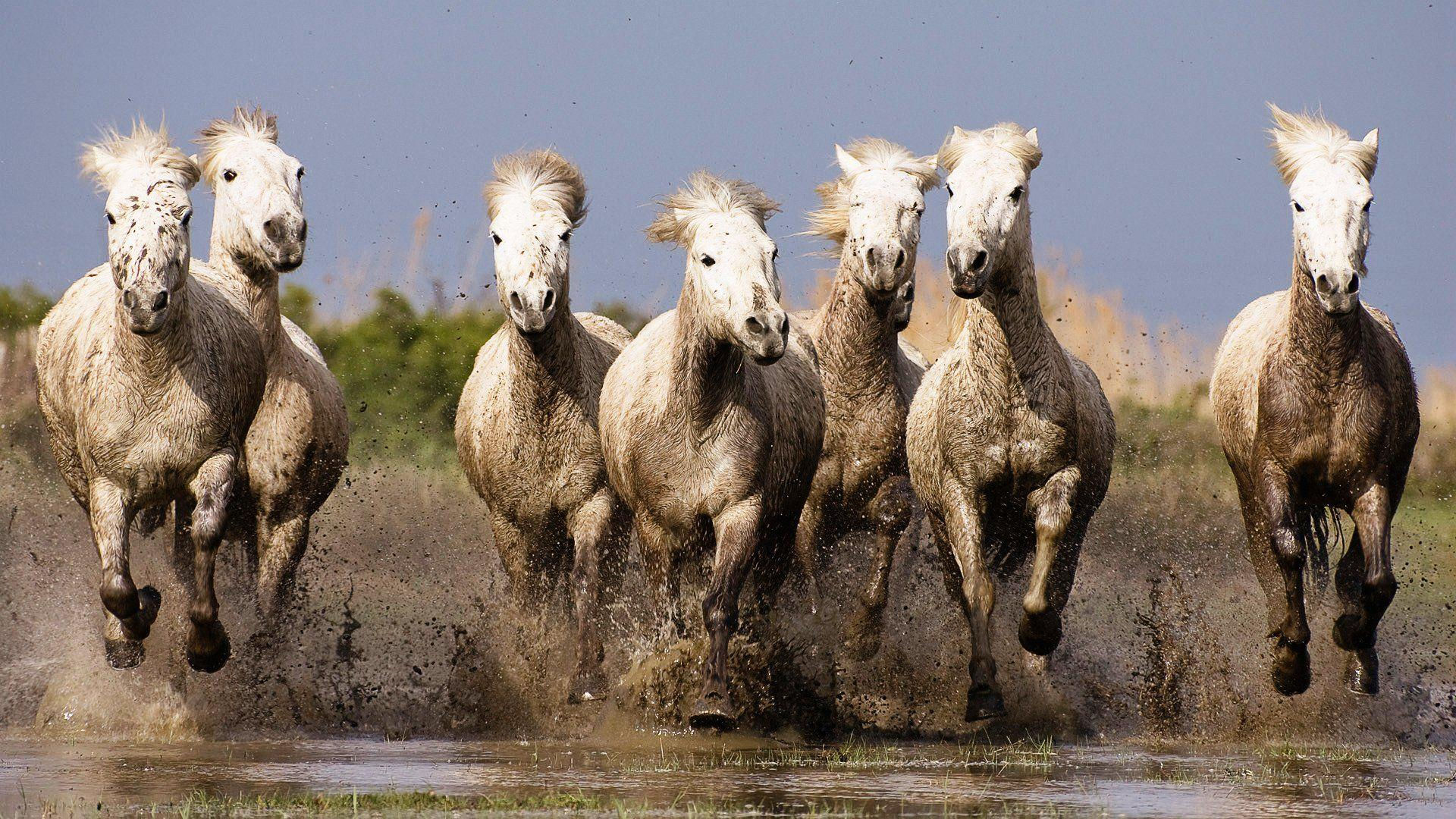Wallpaper #th2FLJMBlOZrFDOkscqQ166 7 White Horse Running Images Free Download the Meta Pictures