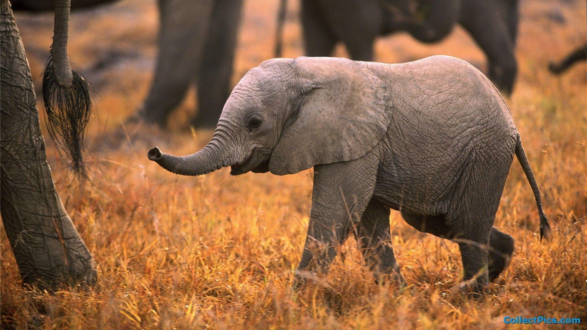 Wallpaper #sHfNJ5MB-pgBXx60h6cK120 Baby Elephant Wallpapers Wallpaper Cave