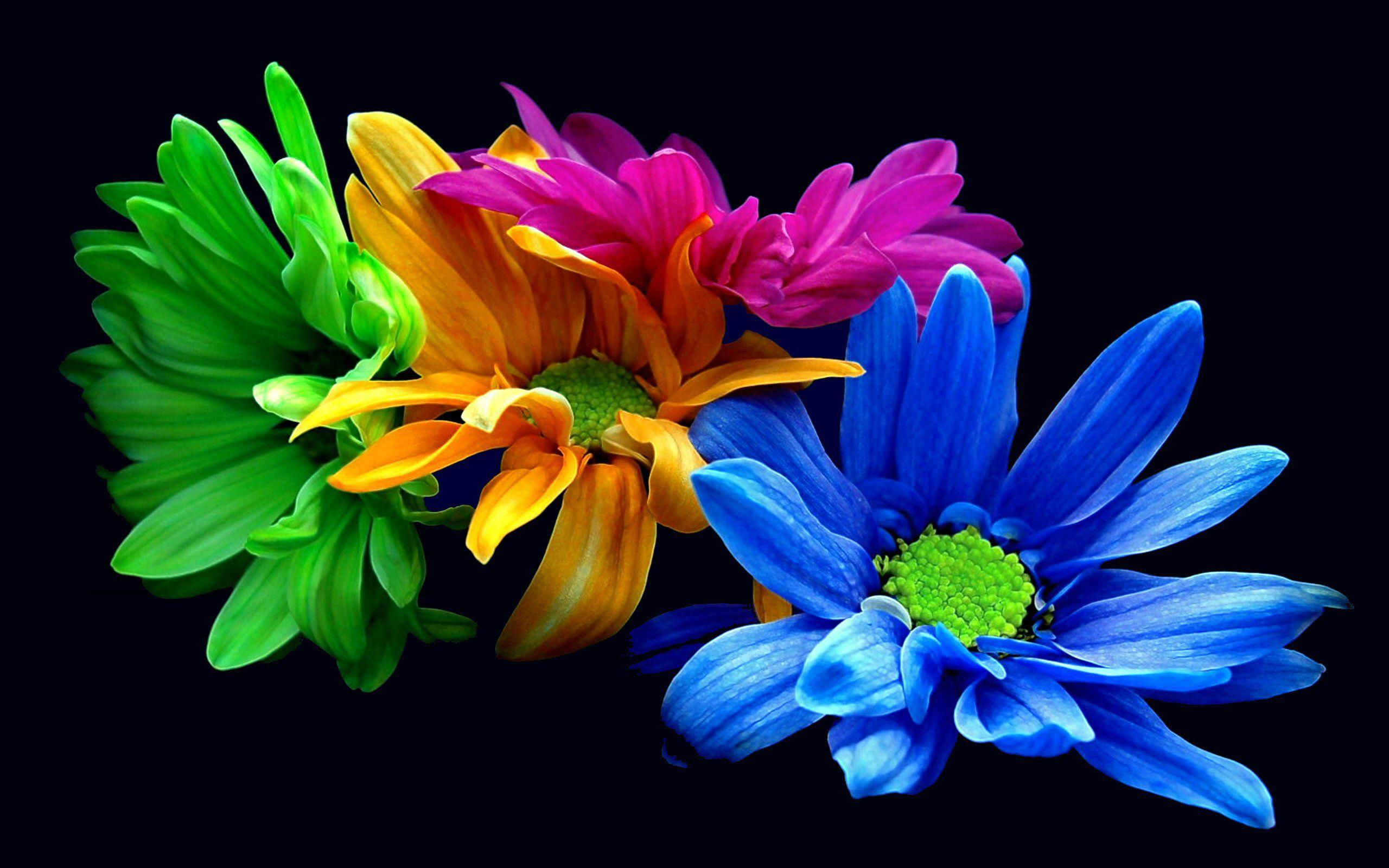 Wallpaper #7AB_644BSdW8dNouohHP8 Colorful Flower HD Wallpapers Wallpaper Cave