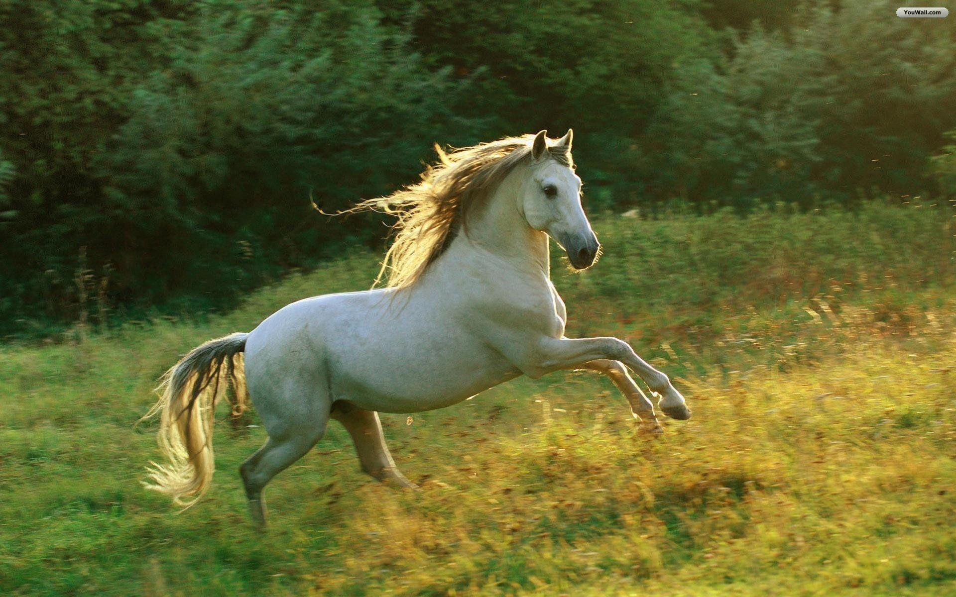 Wallpaper #HWdNCpMBSpphPi3-pNQH110 Free Desktop Backgrounds Horses Wallpaper Cave