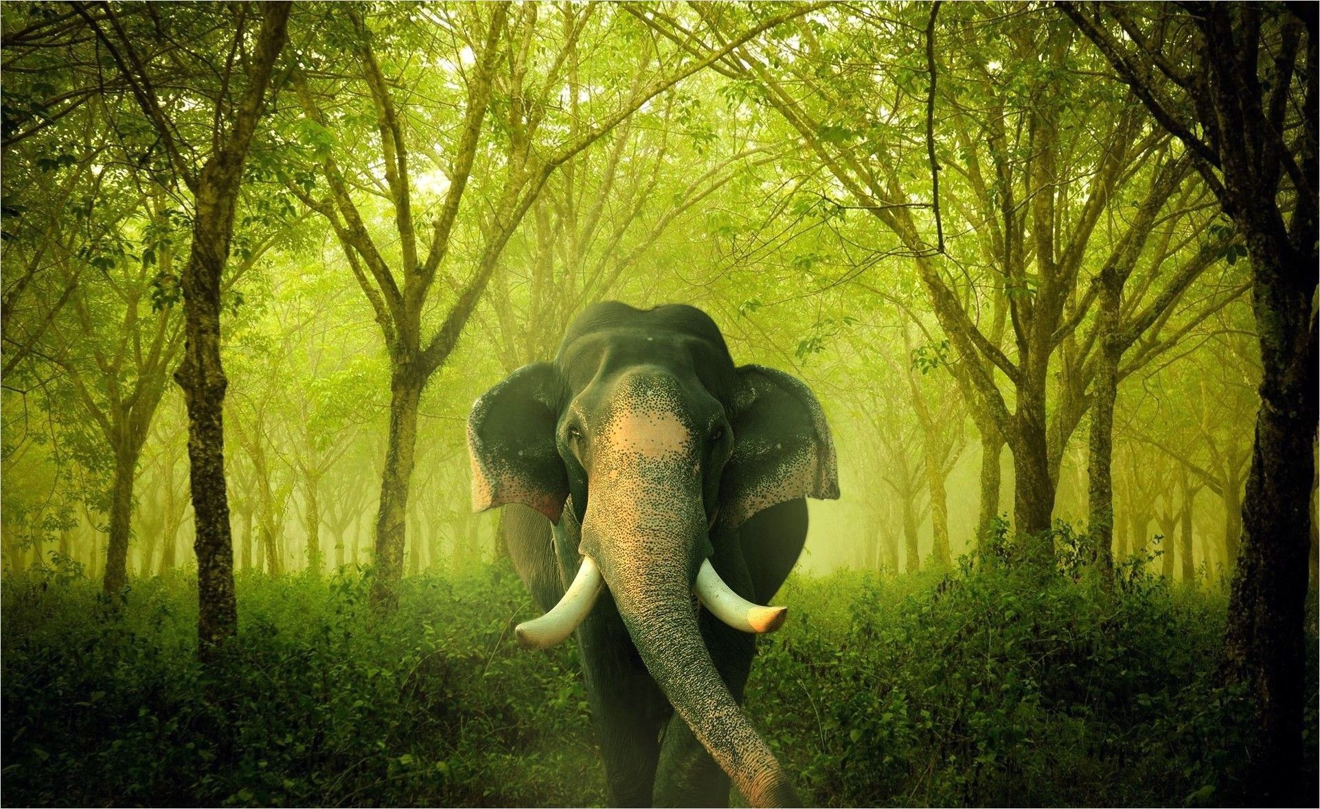 Wallpaper #sHfNJ5MB-pgBXx60h6cK260 Kerala Elephants Wallpapers Wallpaper Cave