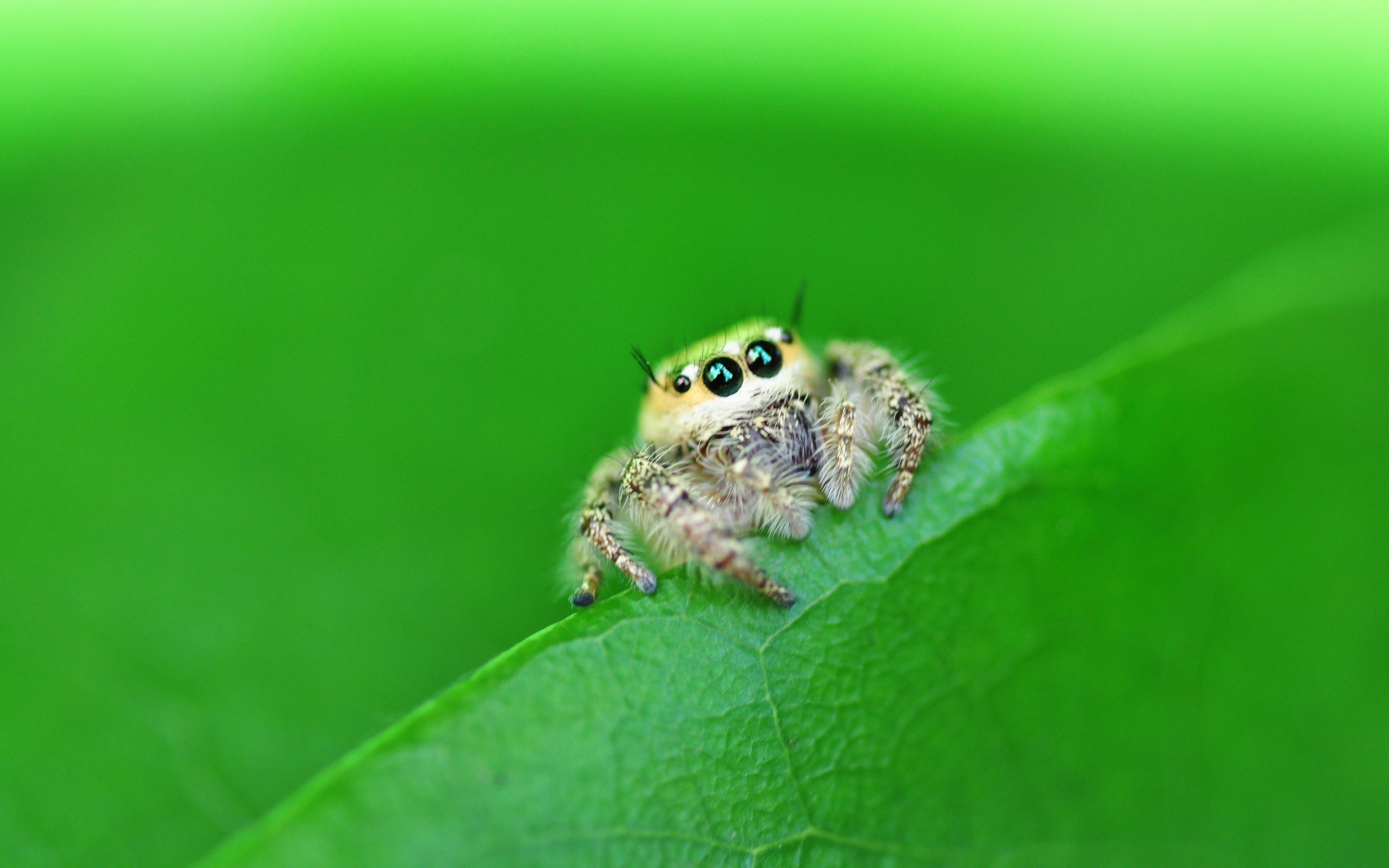 Wallpaper #D6mkKZMBMYaX5LKBf9Qr84 Jumping Spider Wallpapers Wallpaper Cave