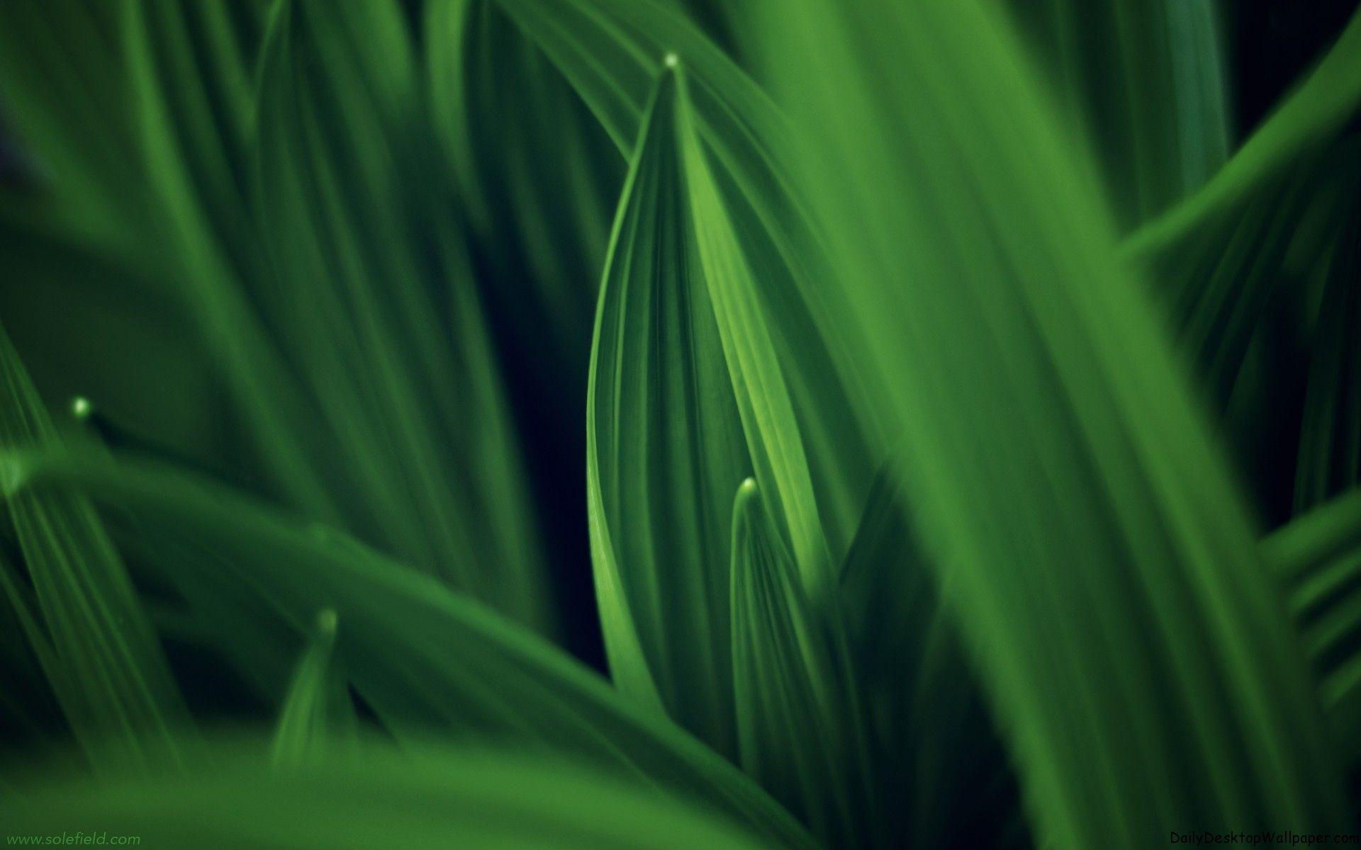 Wallpaper #4kDcLpMBJhL2WPbaNbo26 Green High Resolution Wallpapers Top Free Green High Resolution