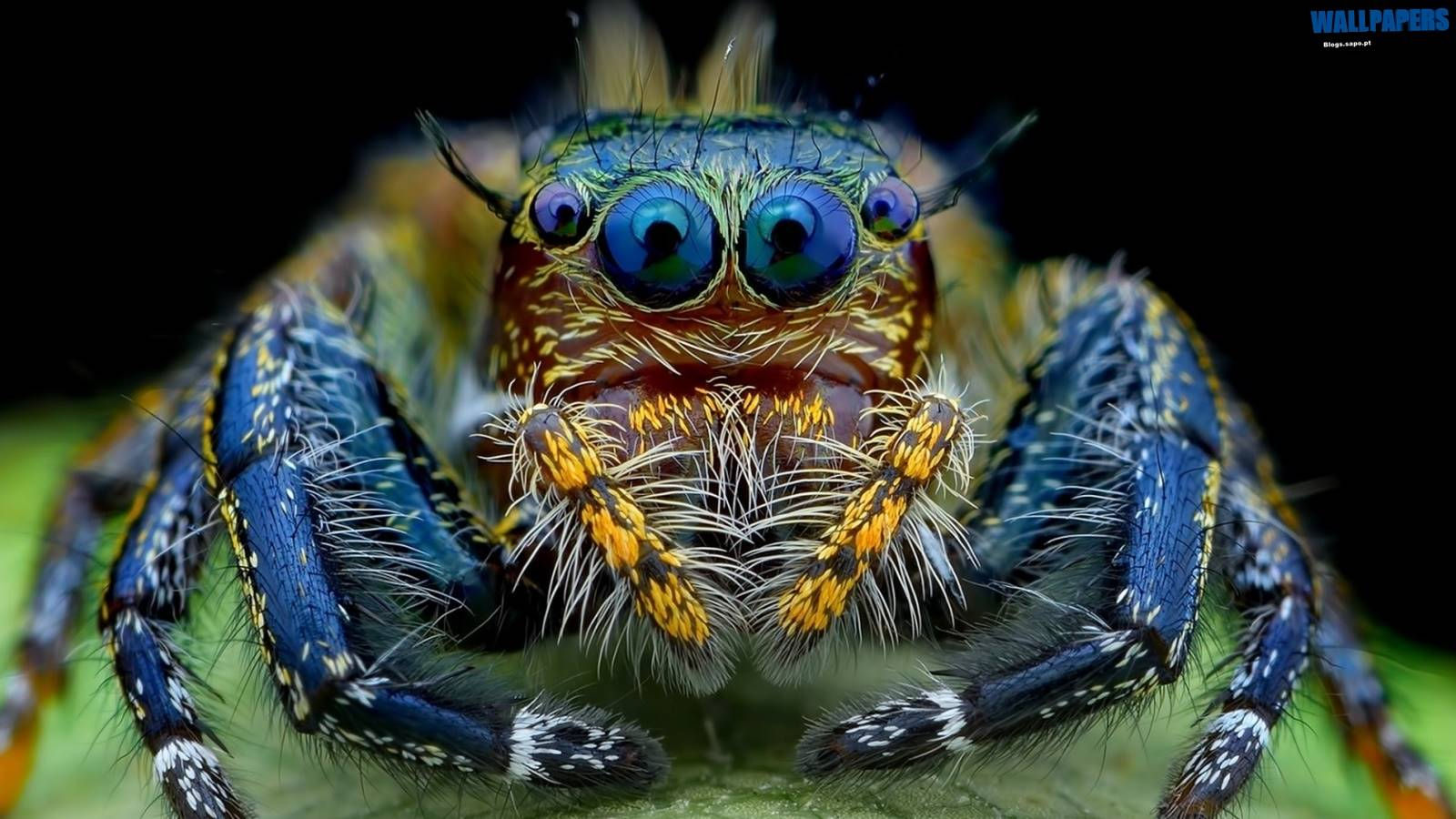 Wallpaper #wWeM-5IBSpphPi3-WJSY411 Jumping Spider Wallpapers Top Free Jumping Spider Backgrounds