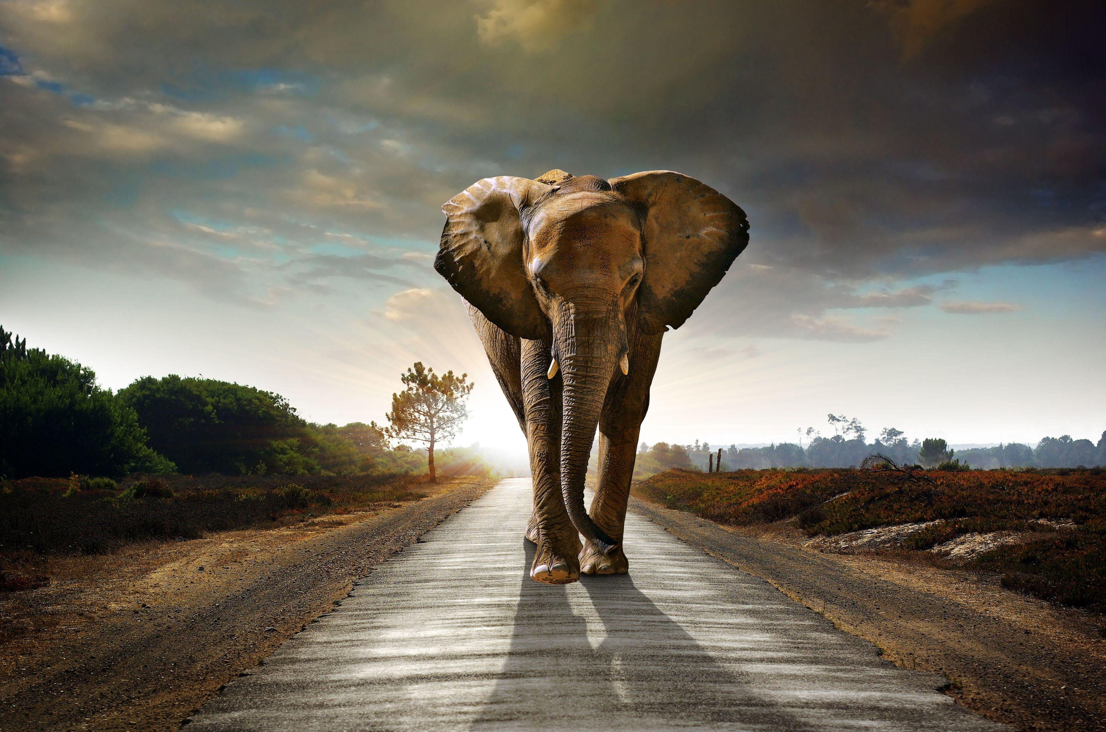Wallpaper #sHfNJ5MB-pgBXx60h6cK14 Elephant 4K Wallpapers Top Free Elephant 4K Backgrounds Wallpaperaccess