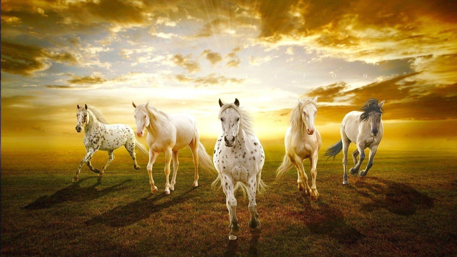 Wallpaper #PH1l8I4Bnwiau_P6rAb930 Horse 4K Wallpapers Top Free Horse 4K Backgrounds Wallpaperaccess