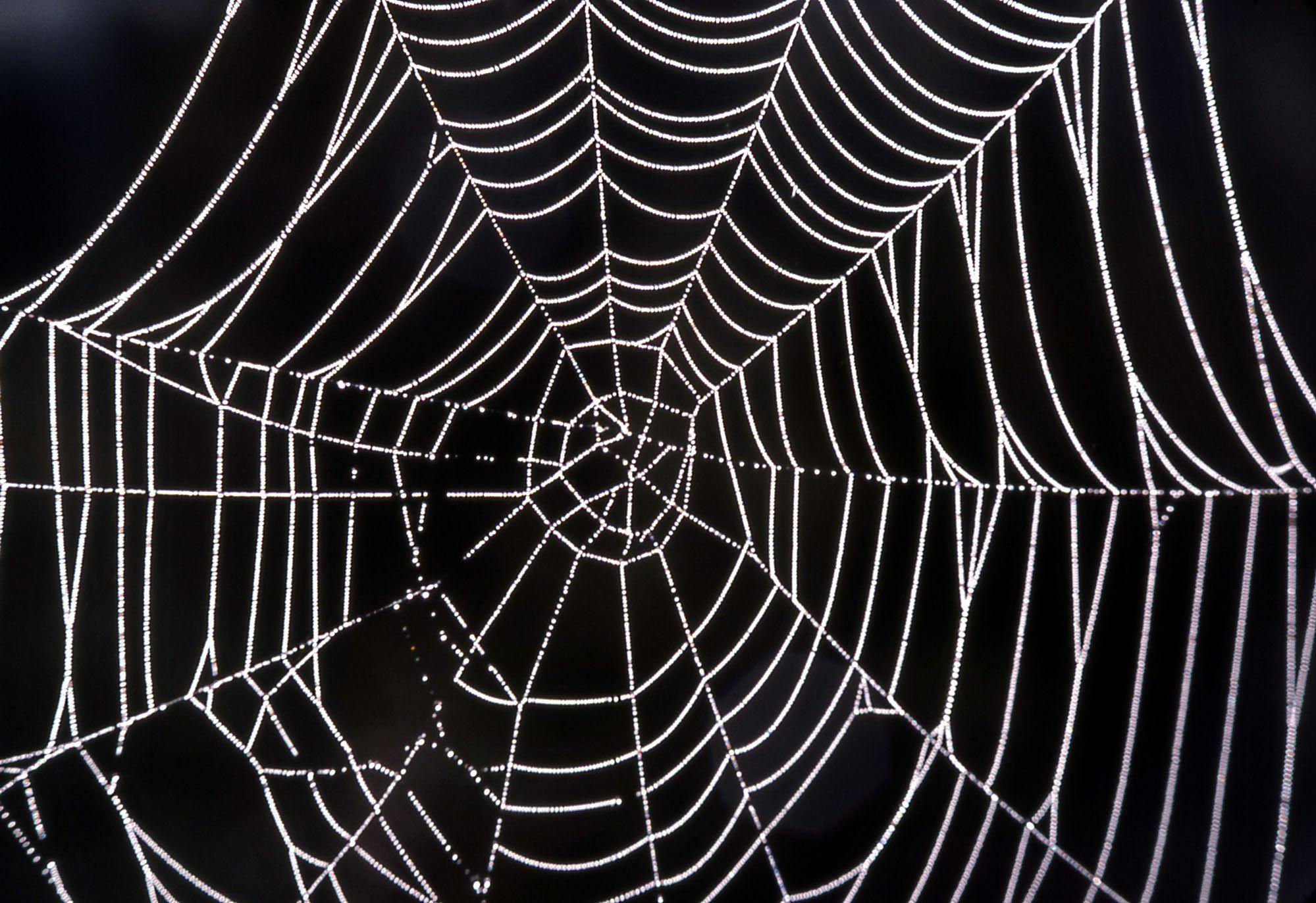 Wallpaper #n2GfLpMB3VrvfBrRMSSm190 Cartoon Spider Web Wallpapers Top Free Cartoon Spider Web Backgrounds