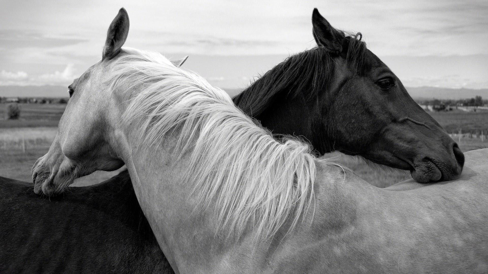 Wallpaper #L31i8I4Bnwiau_P6PAYN5 Black and White Horse Wallpapers Top Free Black and White Horse