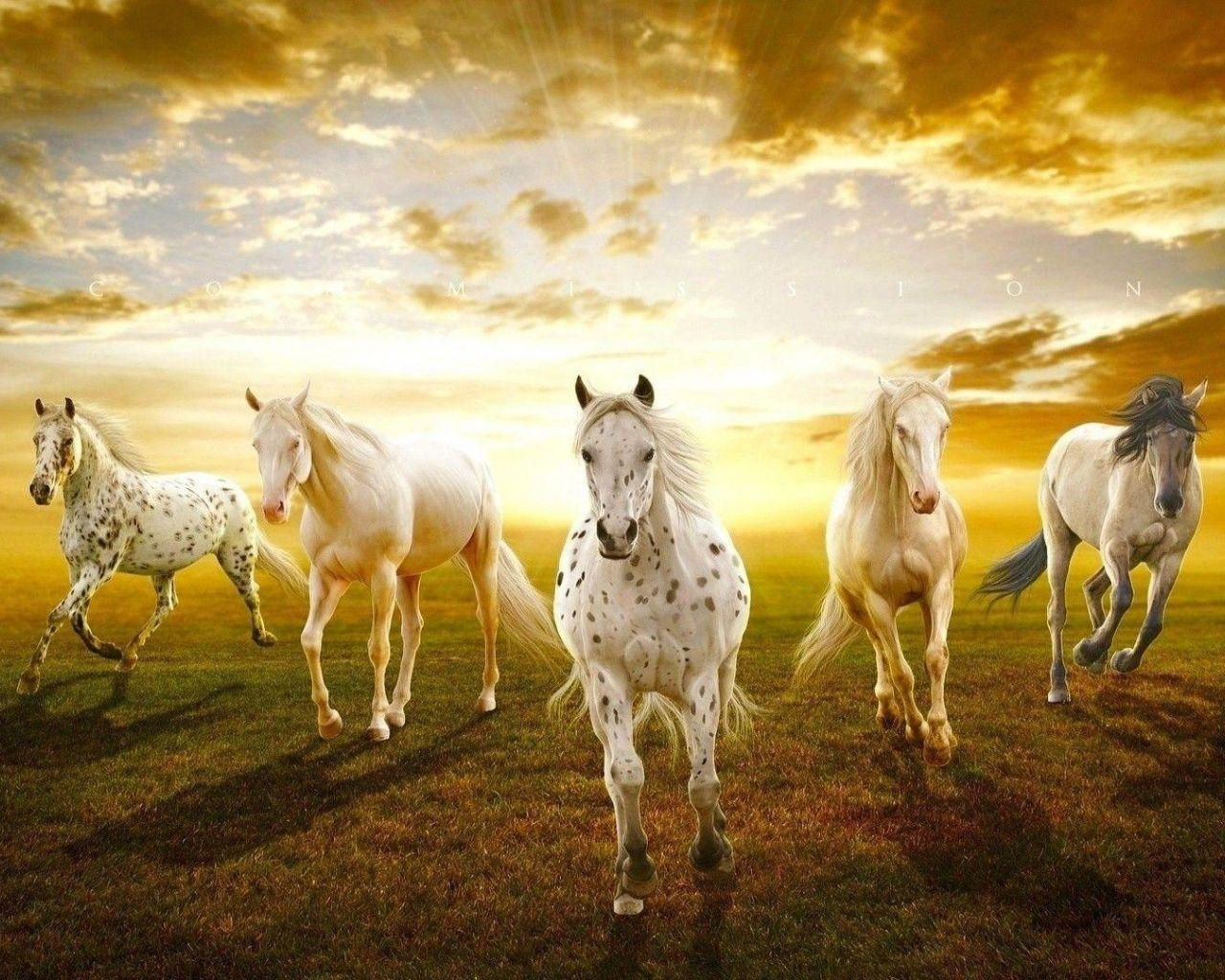 Wallpaper #DR2ZLJMBlOZrFDOkSMvb205 Top 108 Full HD 7 Horse HD Wallpapers 1920x1080 Thejungledrummercom