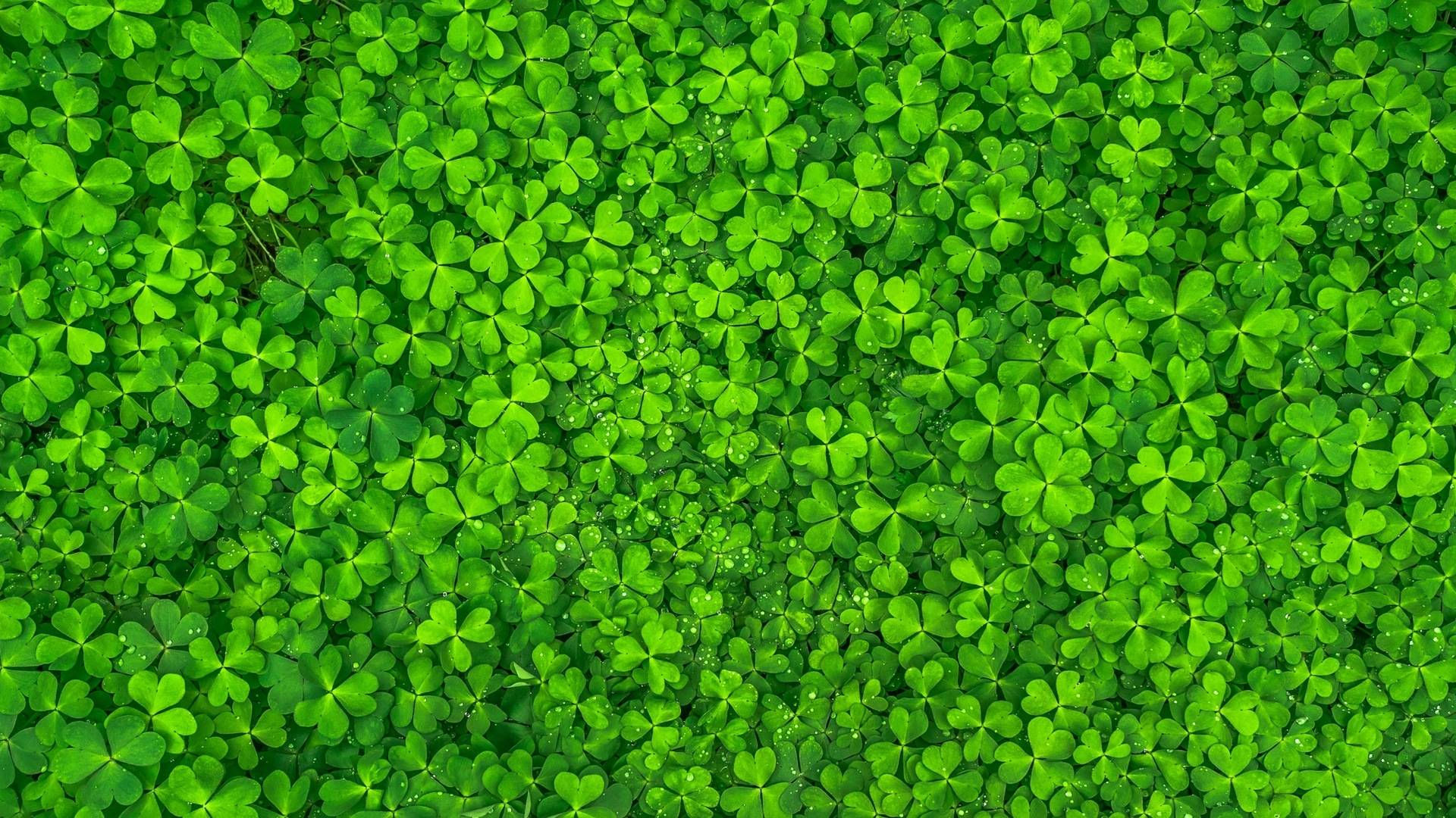 Wallpaper #4kDcLpMBJhL2WPbaNbo228 Green High Resolution Wallpapers Top Free Green High Resolution
