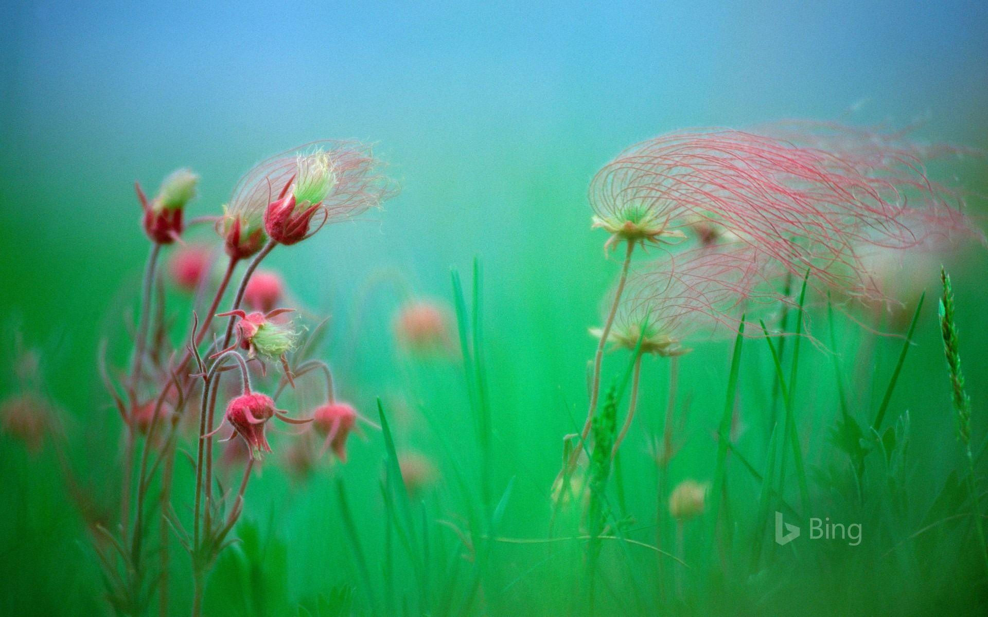 Wallpaper #R3cIJ5MB-pgBXx6096Tg174 Bing Spring Wallpapers Top Free Bing Spring Backgrounds Wallpaperaccess