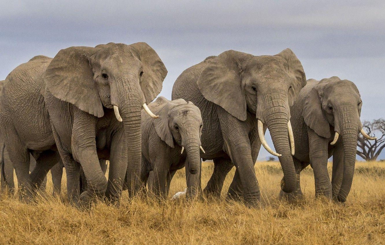 Wallpaper #sHfNJ5MB-pgBXx60h6cK176 Elephant Family Wallpapers Top Free Elephant Family Backgrounds
