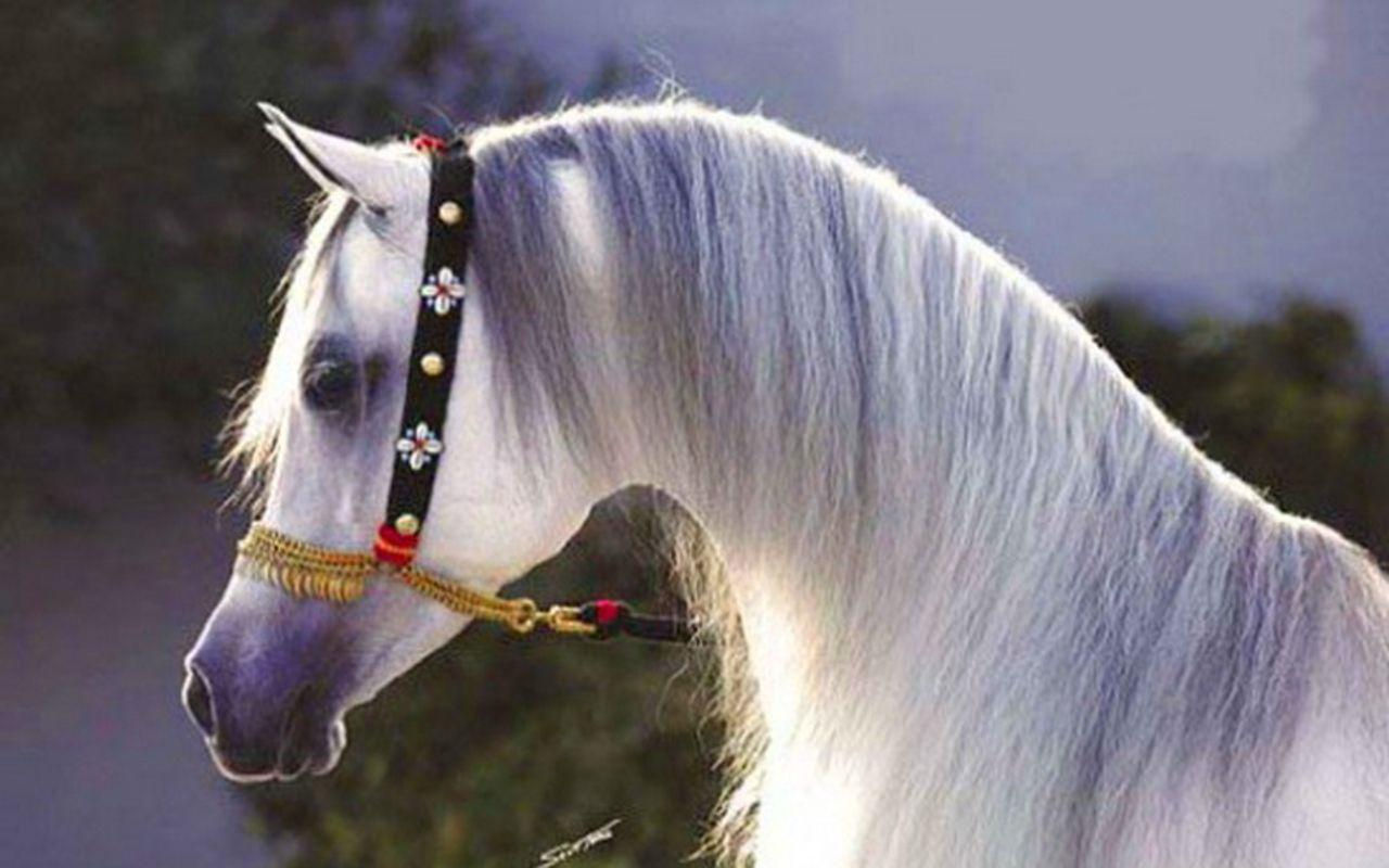 Wallpaper #-x2ULJMBlOZrFDOkz8qk9 Arabian Horse Wallpapers Top Free Arabian Horse Backgrounds