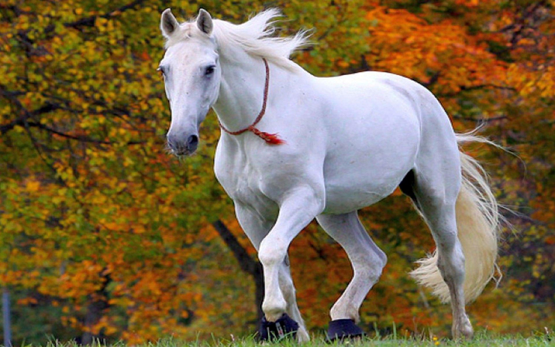 Wallpaper #8h2ULJMBlOZrFDOkIMqE125 White Horse Wallpapers Top Free White Horse Backgrounds Wallpaperaccess