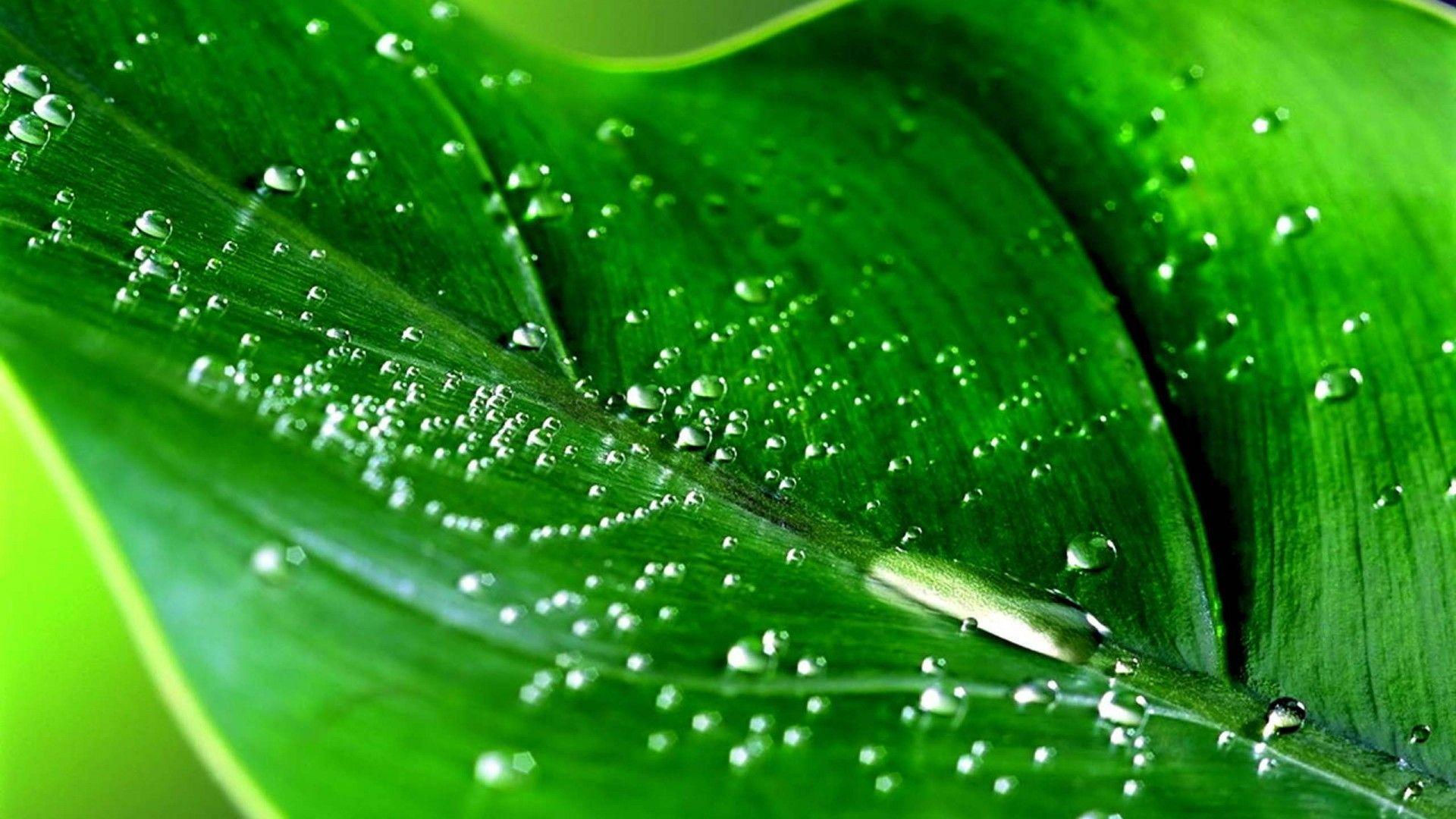 Wallpaper #4kDcLpMBJhL2WPbaNbo214 Green High Resolution Wallpapers Top Free Green High Resolution